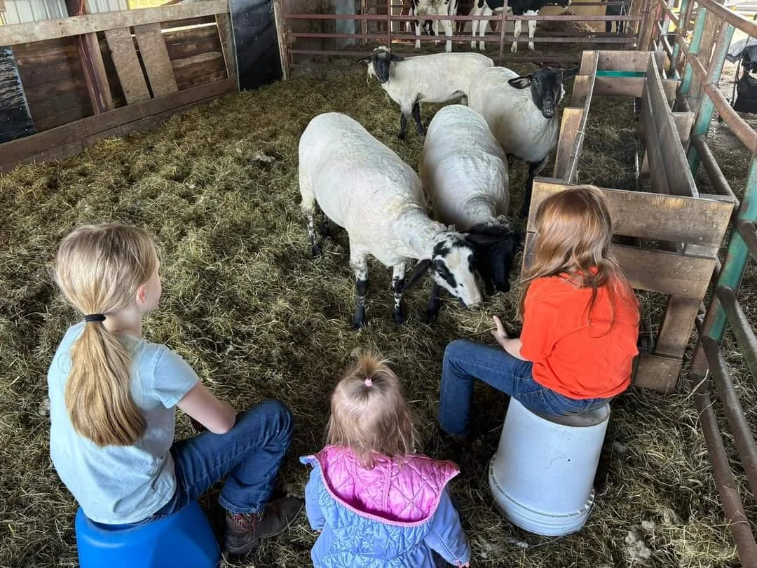 Three children observing and feeding sheep and goats inside a barn with wooden fences and hay on the ground.