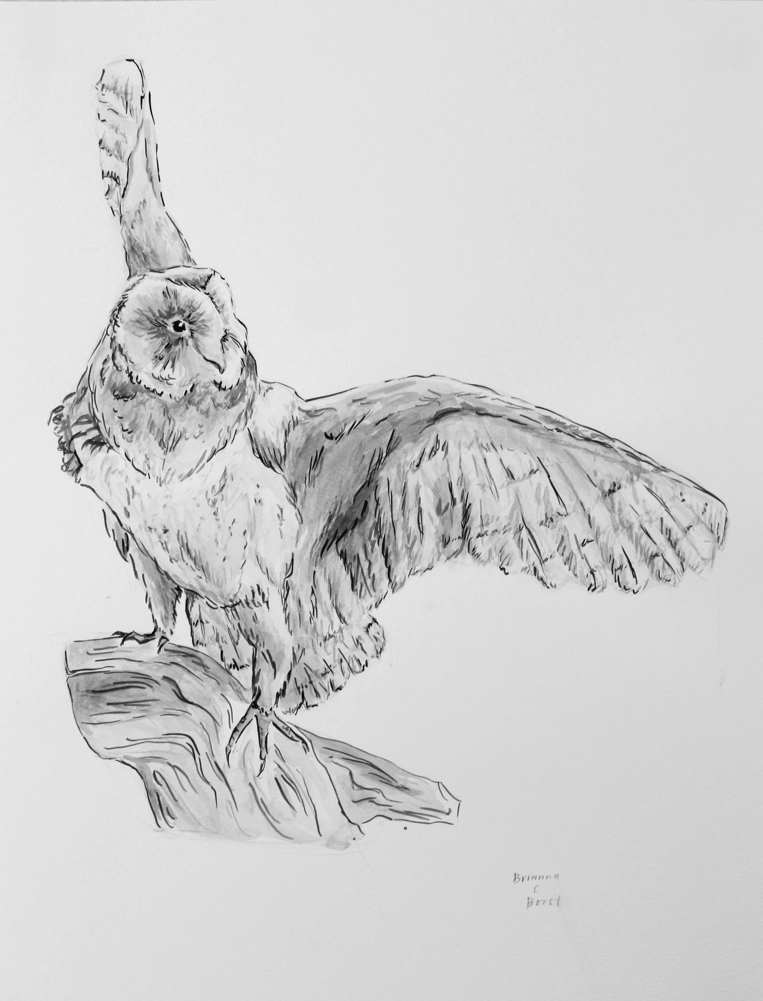 owl ink study, aqueous media.jpg
