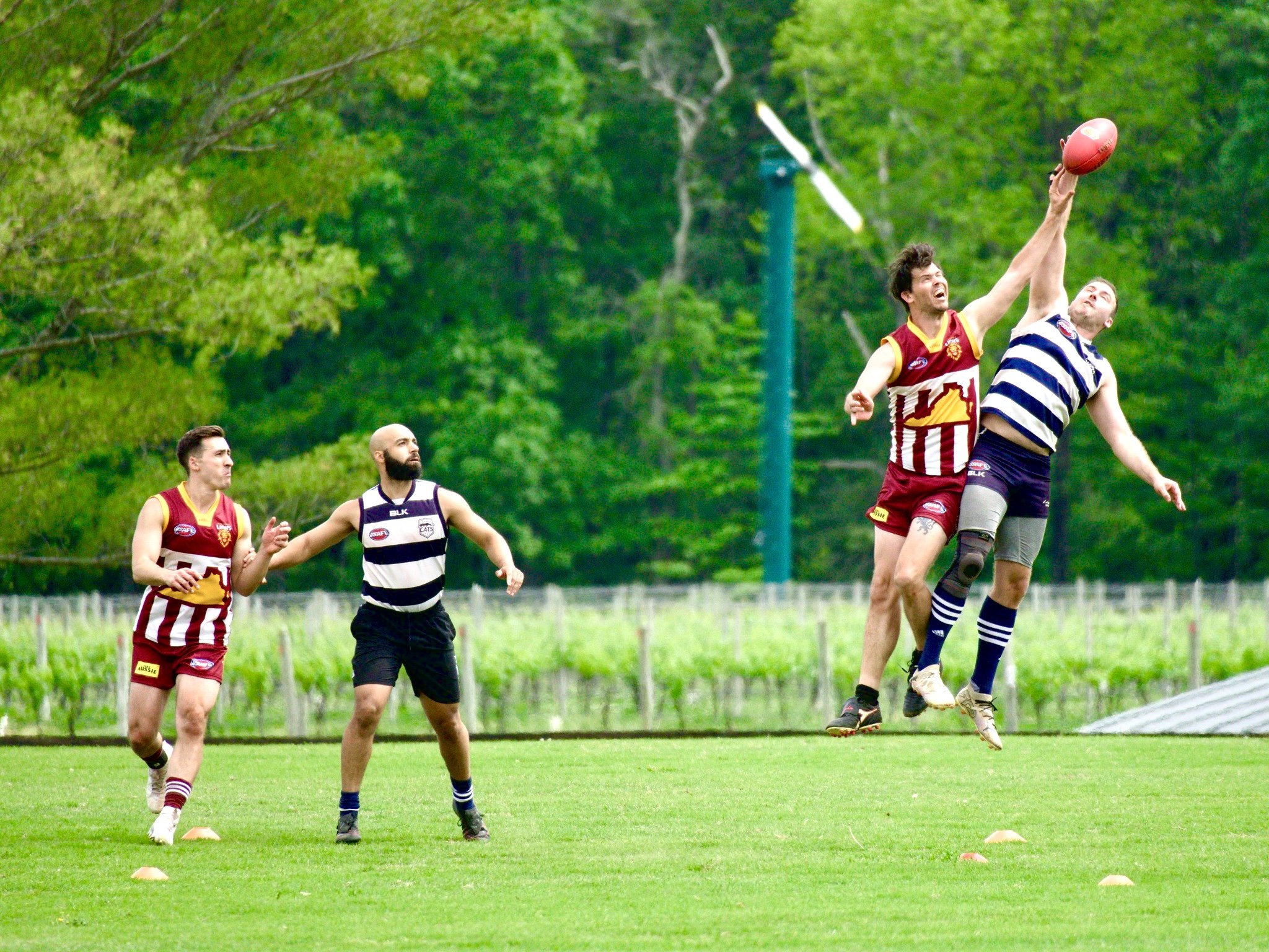 05.03 Cats vs Lions: Roy Arne Photography