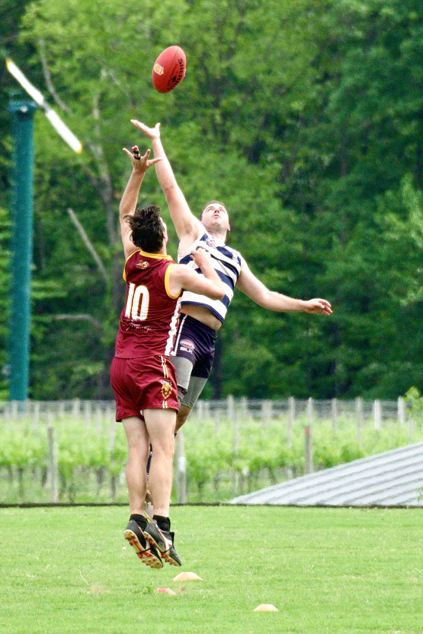 05.03 Cats vs Lions: Roy Arne Photography