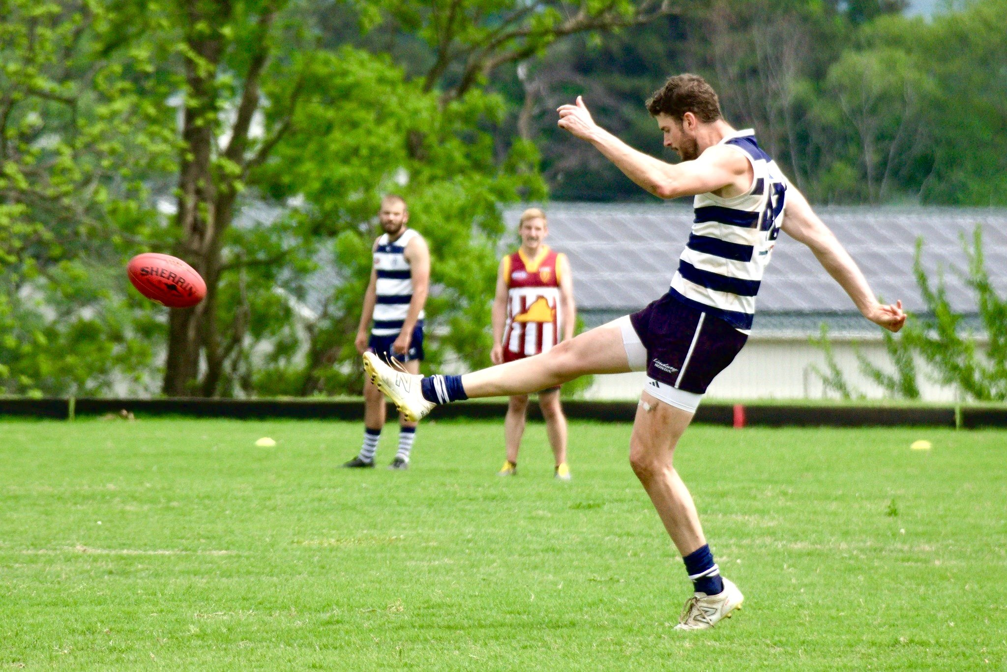 05.03 Cats vs Lions: Roy Arne Photography