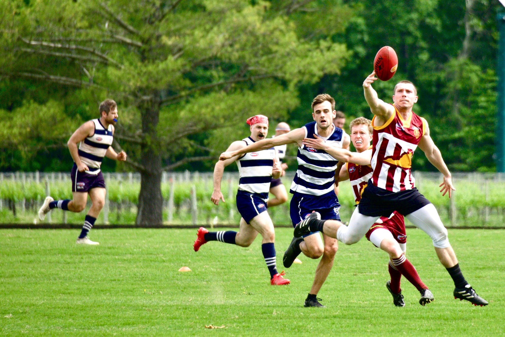 05.03 Cats vs Lions: Roy Arne Photography