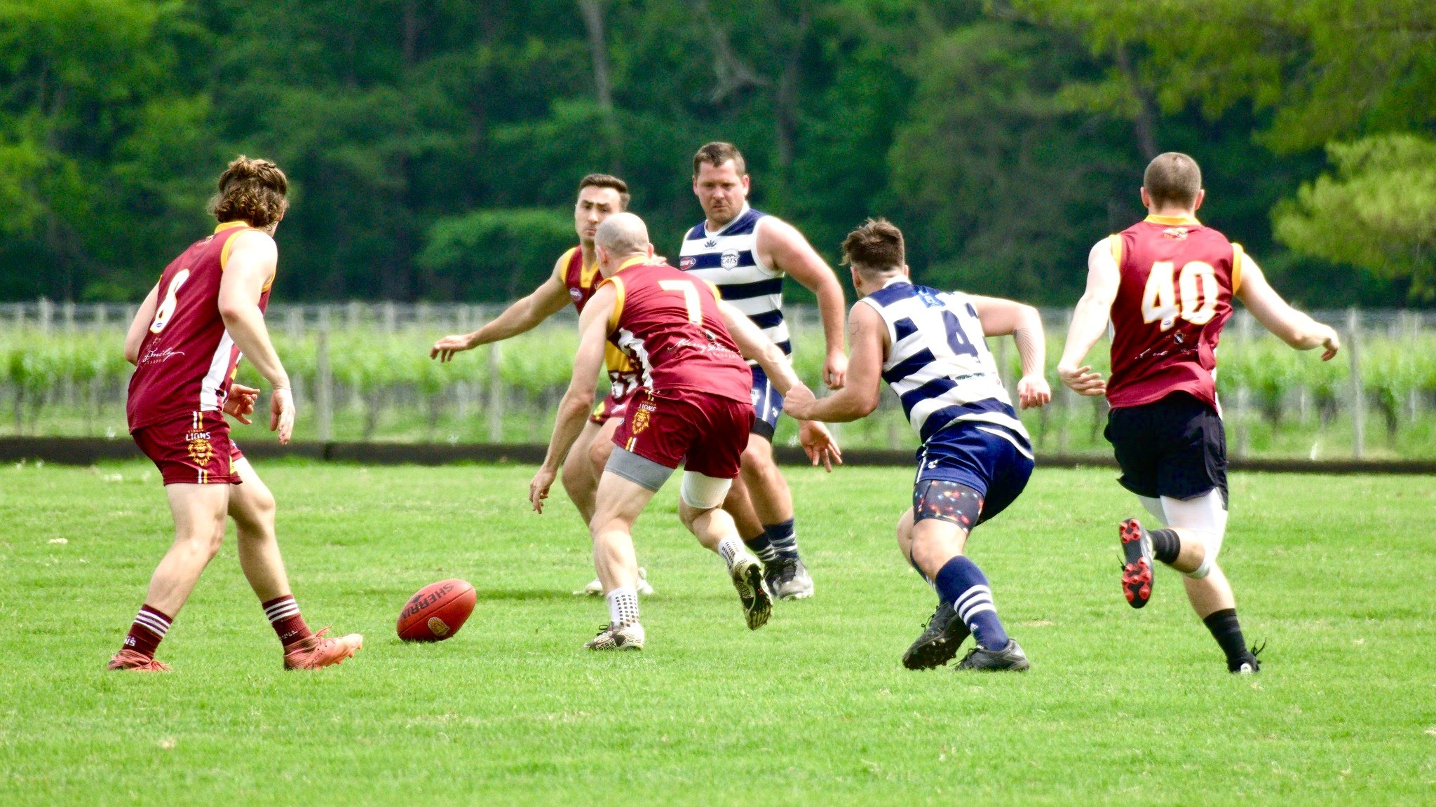 05.03 Cats vs Lions: Roy Arne Photography