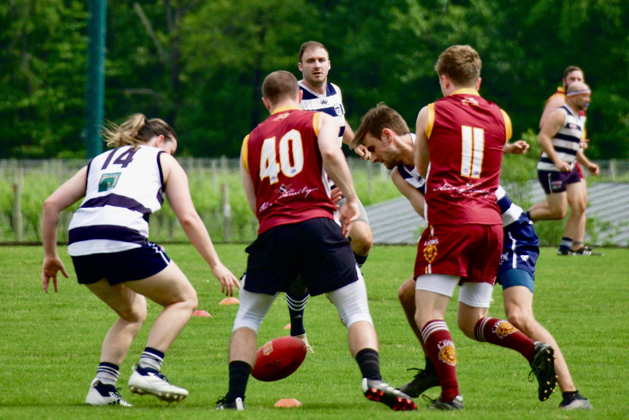 05.03 Cats vs Lions: Roy Arne Photography