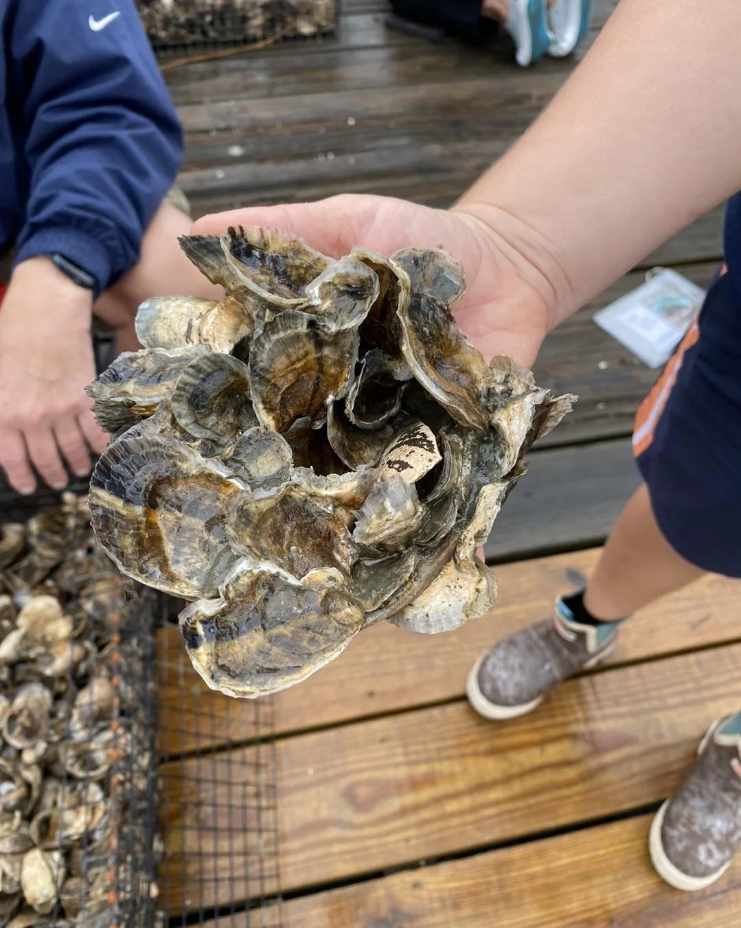 Person holding a cluster of oysters outdoors on a wooden deck.