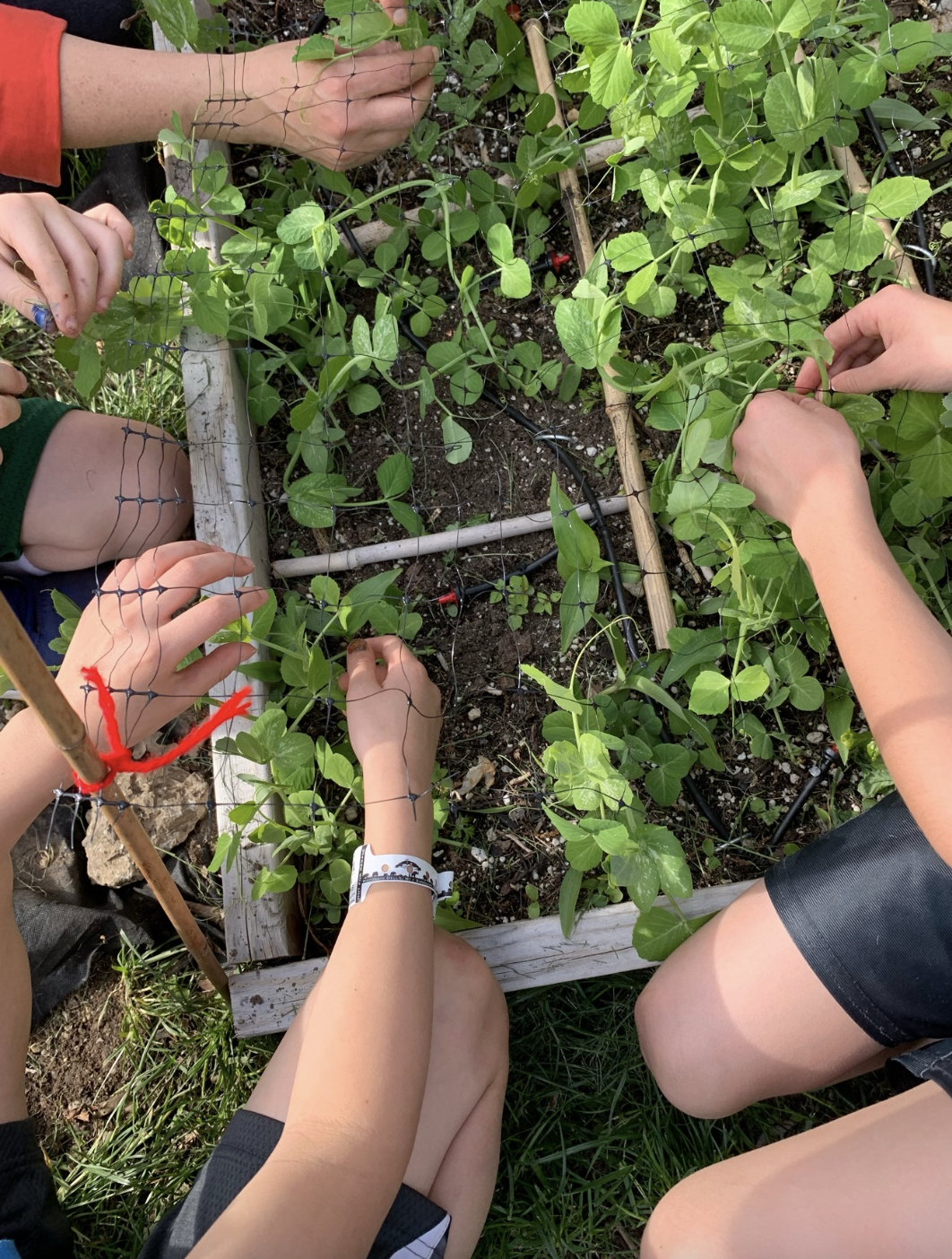 Children working together to build a garden trellis with black netting around green bean plants in a wooden garden bed.