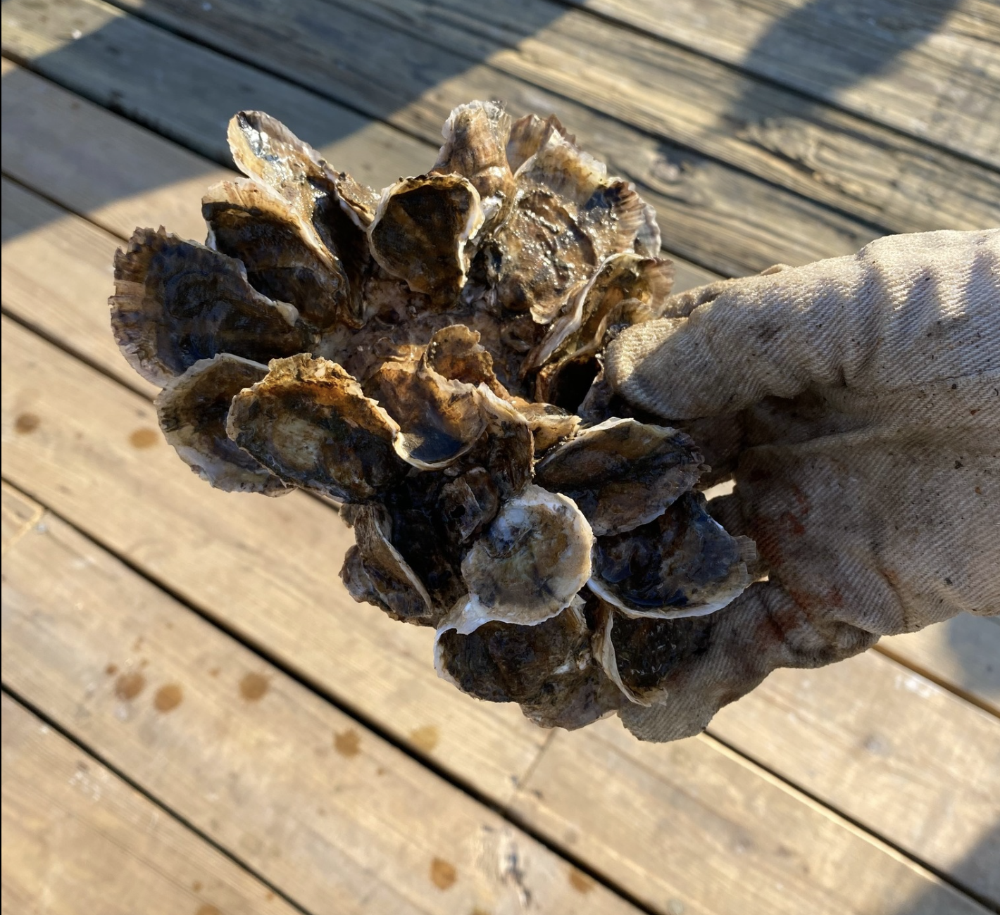 Person wearing a glove holding a cluster of freshly harvested oysters over a wooden deck.