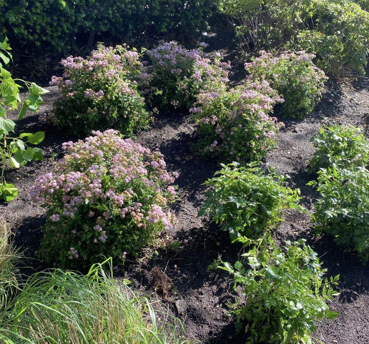 A garden bed with pink flowering bushes and green plants, surrounded by dark soil.