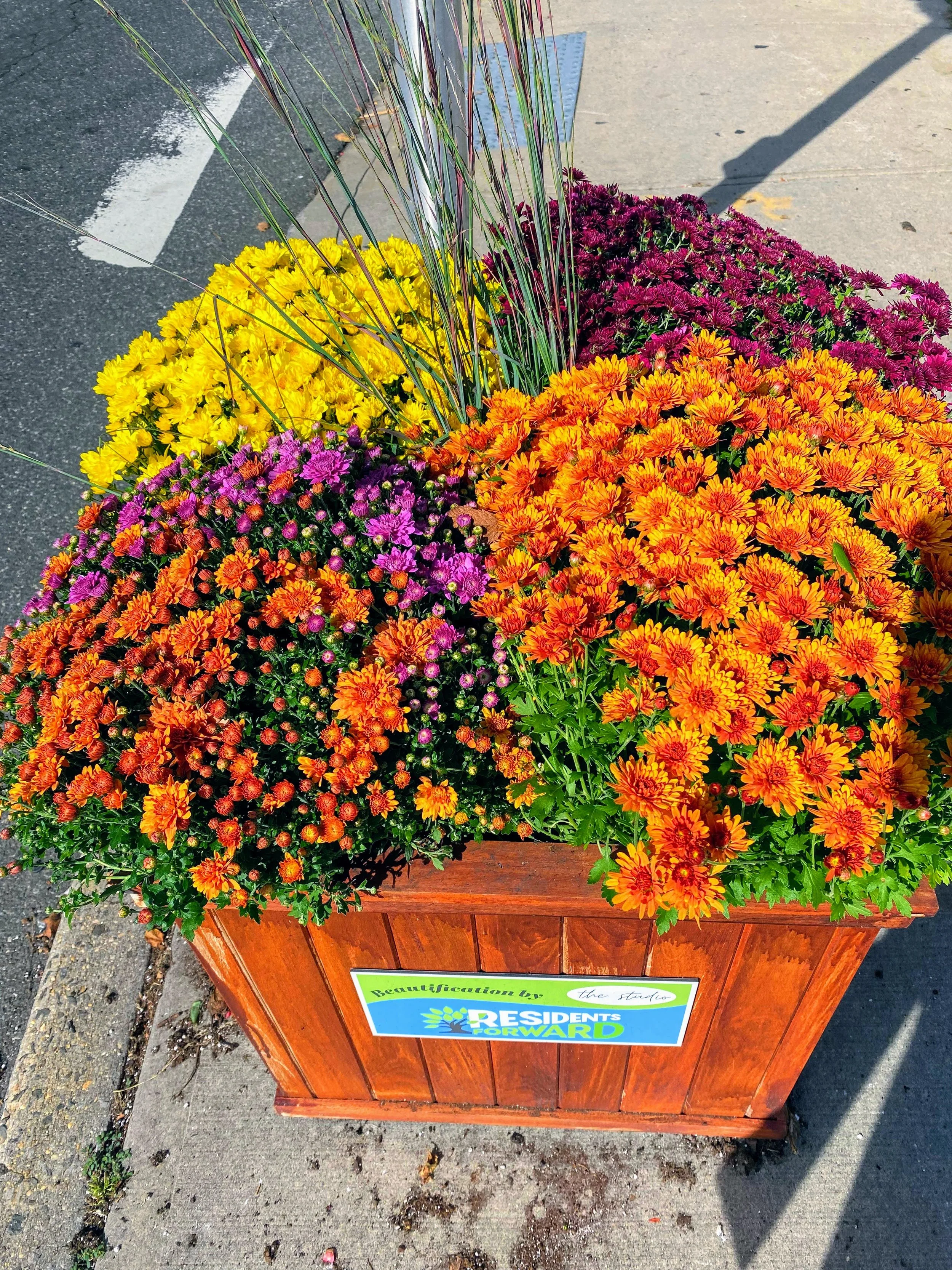 Colorful chrysanthemums in a wooden planter box on a sidewalk, with a sidewalk and street visible behind them.