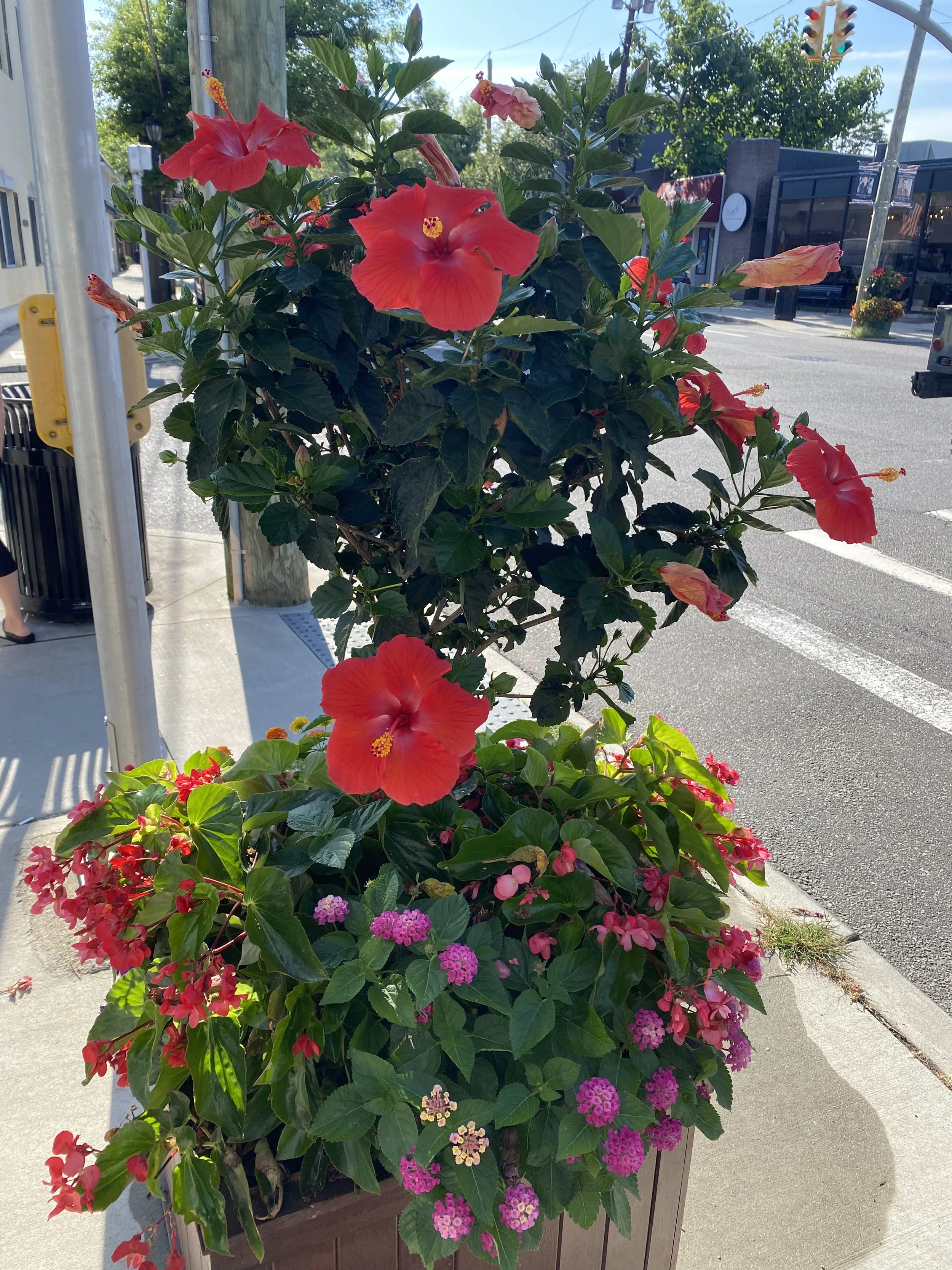 Bright red hibiscus flowers with green leaves in a large rectangular planter on a sidewalk next to a street, with trees, a building, and a traffic light in the background.