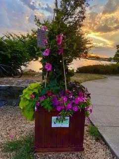 A large wooden planter filled with purple and pink flowers, with a trellis and a flowering vine growing on it, near a riverside during sunset.