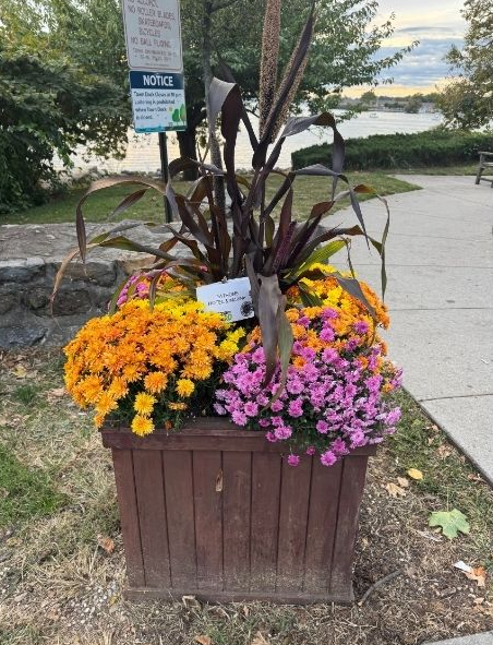 Colorful flower arrangement with yellow and pink flowers in a wooden planter near a park pathway and water body.