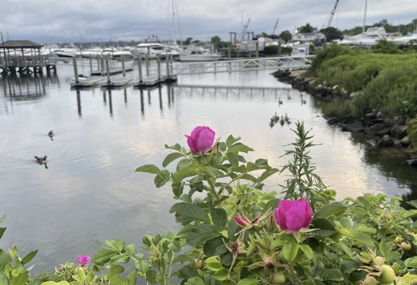 Pink flowers in the foreground with a marina and boats in the background, along with ducks swimming in the water.
