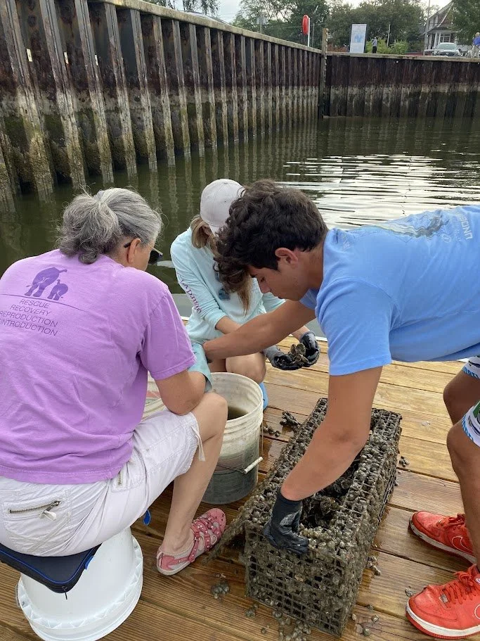 Three people collecting mussels from a wooden dock by the water, with a cinder block holding the mussels, and a bucket nearby.