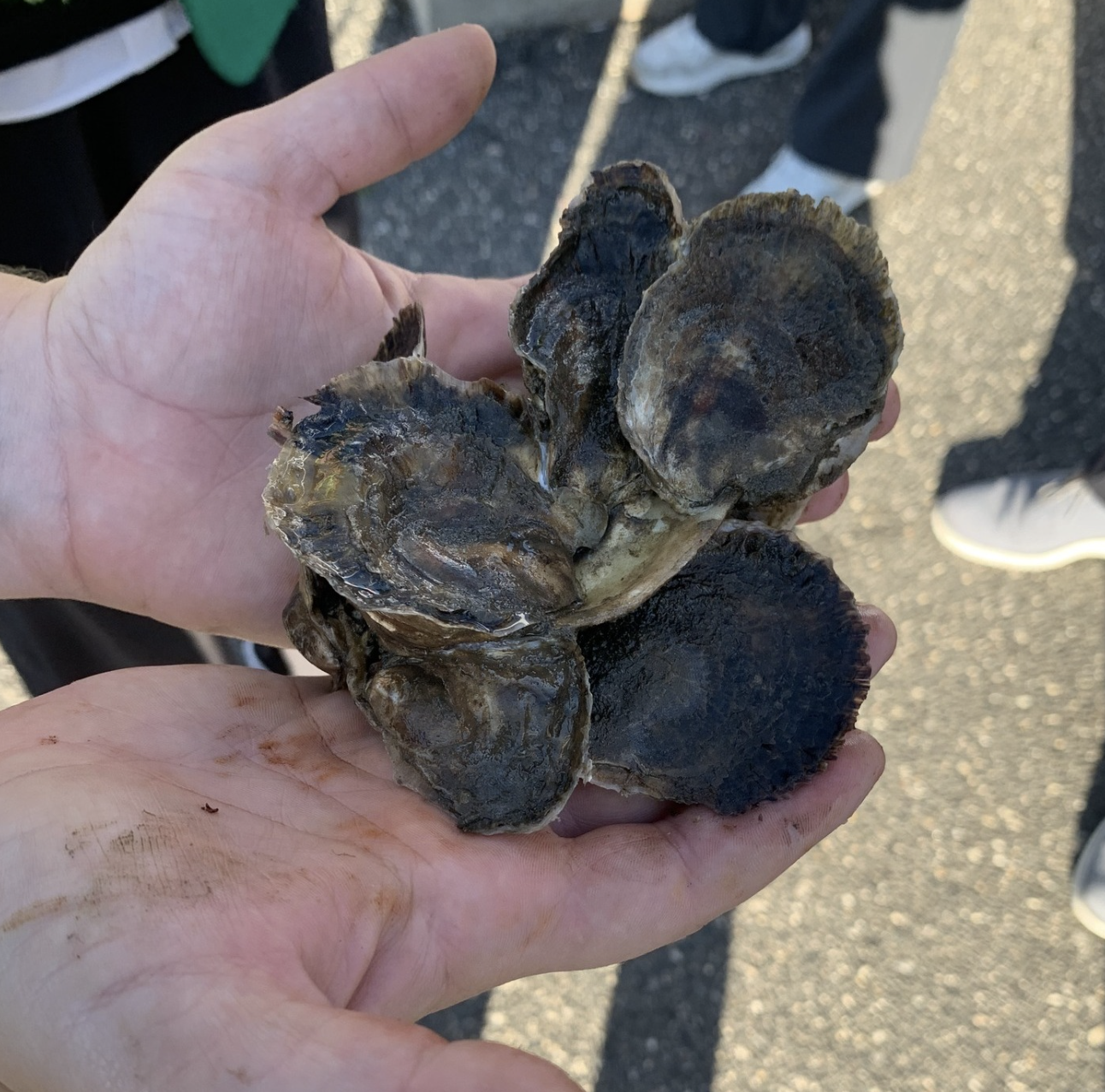 A person's hand holding several dark, round, and irregularly shaped oysters or shellfish with rough textured shells.