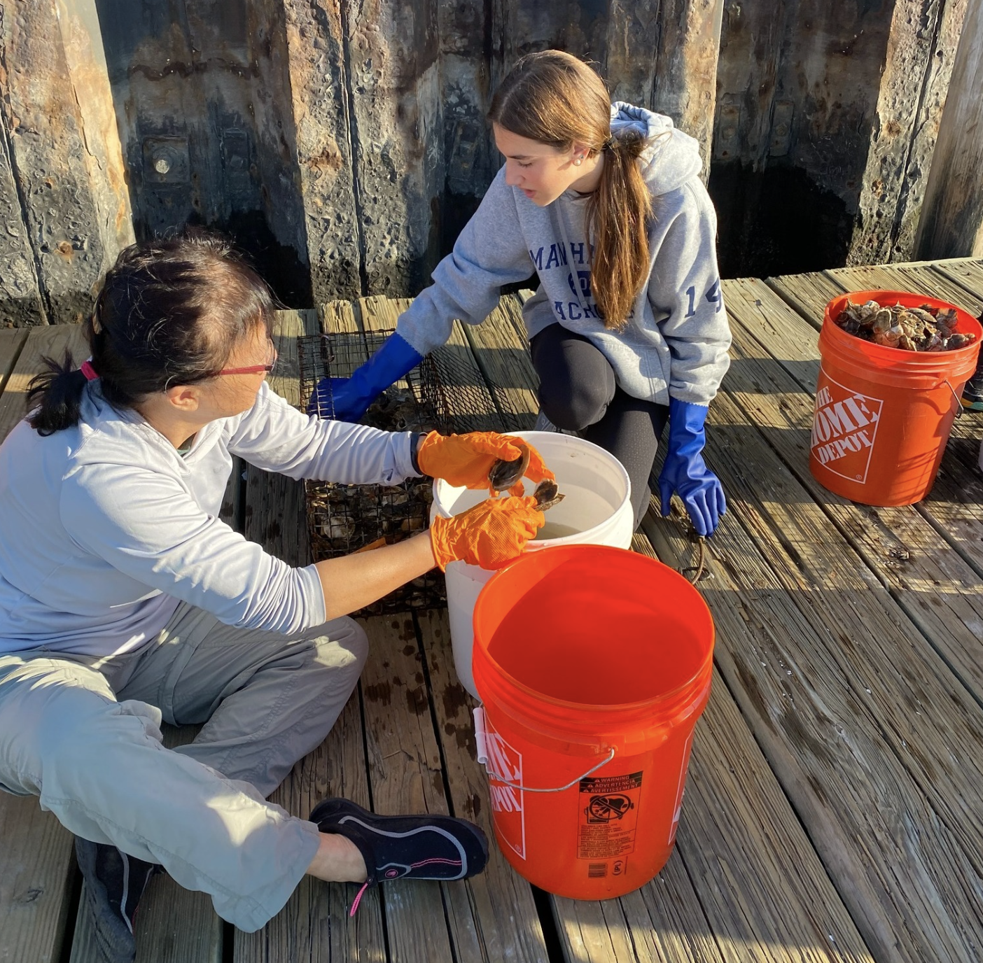 Two women working together to clean shellfish on a wooden dock, with large orange buckets nearby, one woman is wearing a gray hoodie and blue gloves while the other is wearing a white jacket and orange gloves.