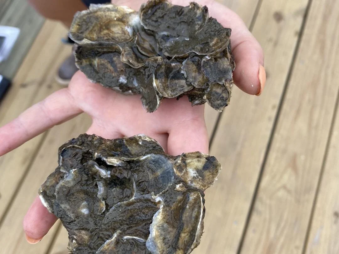 Two large, dark-colored oysters with rough, irregular shells held by a person's hand over a wooden surface.
