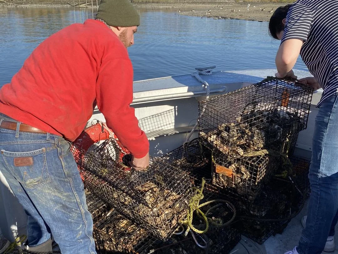 Two people on a boat handling traps filled with crabs, with water and shoreline in the background.
