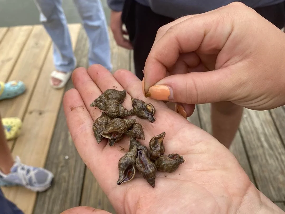 Close-up of a person's hand holding several small, dark brown frogs with wrinkled skin, with a wooden deck and people in the background.