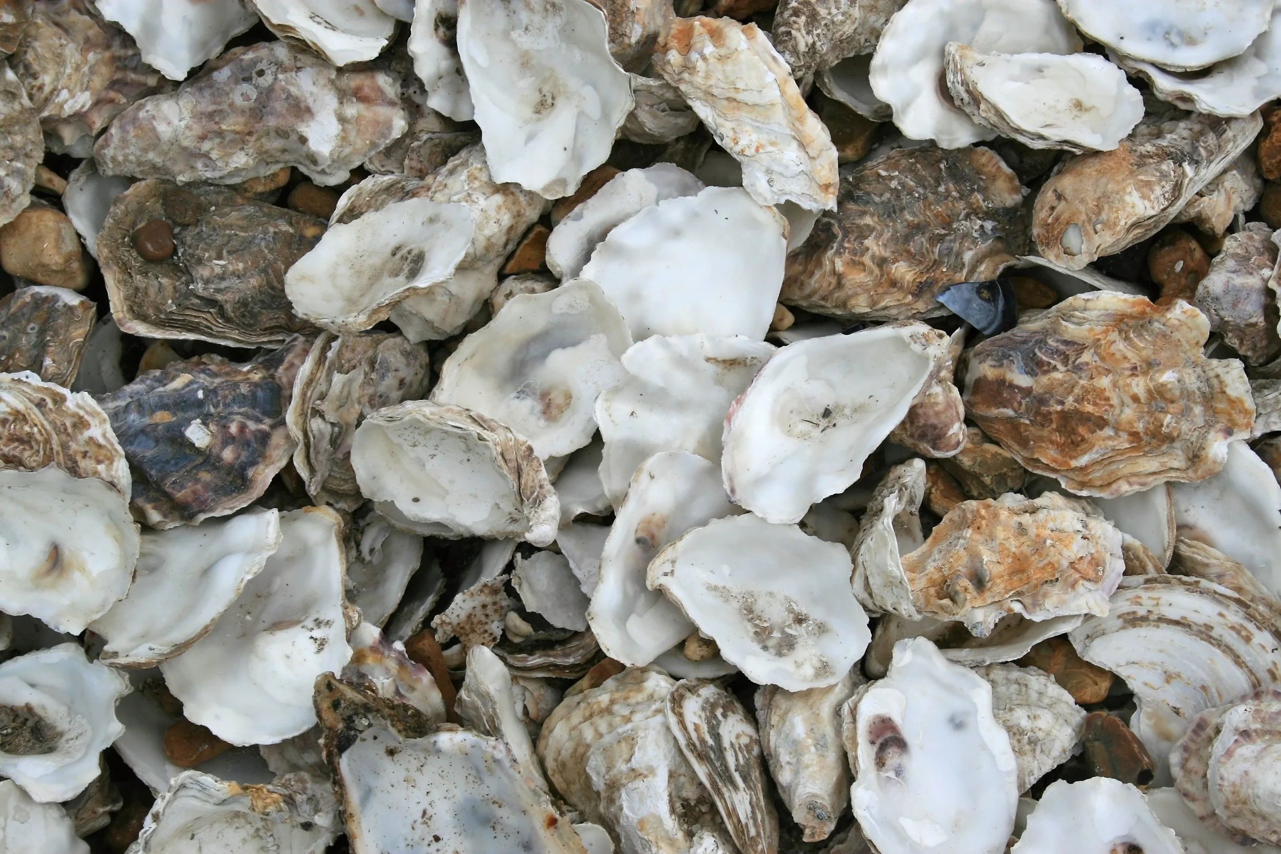 A close-up view of numerous oyster shells on a beach.