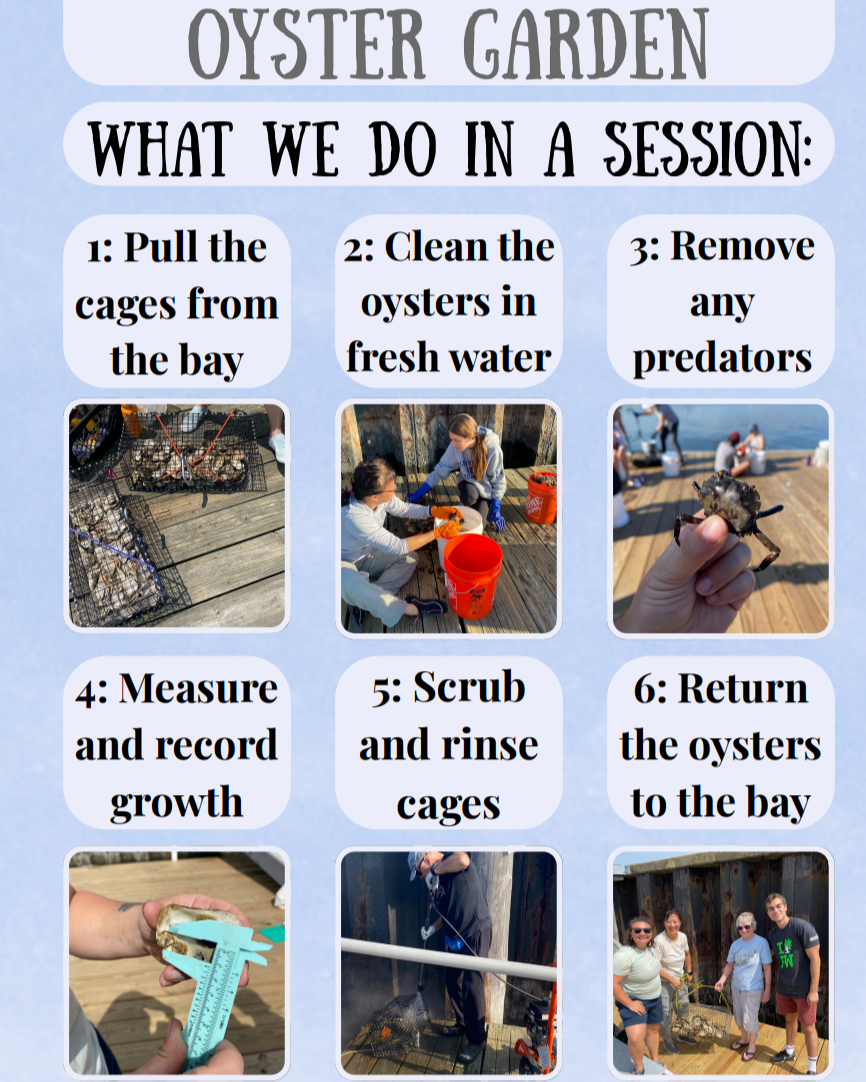 Poster titled 'Oyster Garden' describing a session with six steps: 1. Pull the cages from the bay, 2. Clean the oysters in fresh water, 3. Remove any predators, 4. Measure and record growth, 5. Scrub and rinse cages, 6. Return the oysters to the bay. The poster includes photos of children and adults involved in oyster gardening activities, such as pulling cages, cleaning oysters, removing predators, measuring growth, scrubbing cages, and returning oysters to the bay.