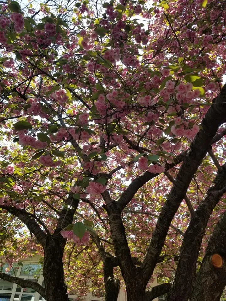 Pink cherry blossom tree in full bloom with sunlight shining through the branches.
