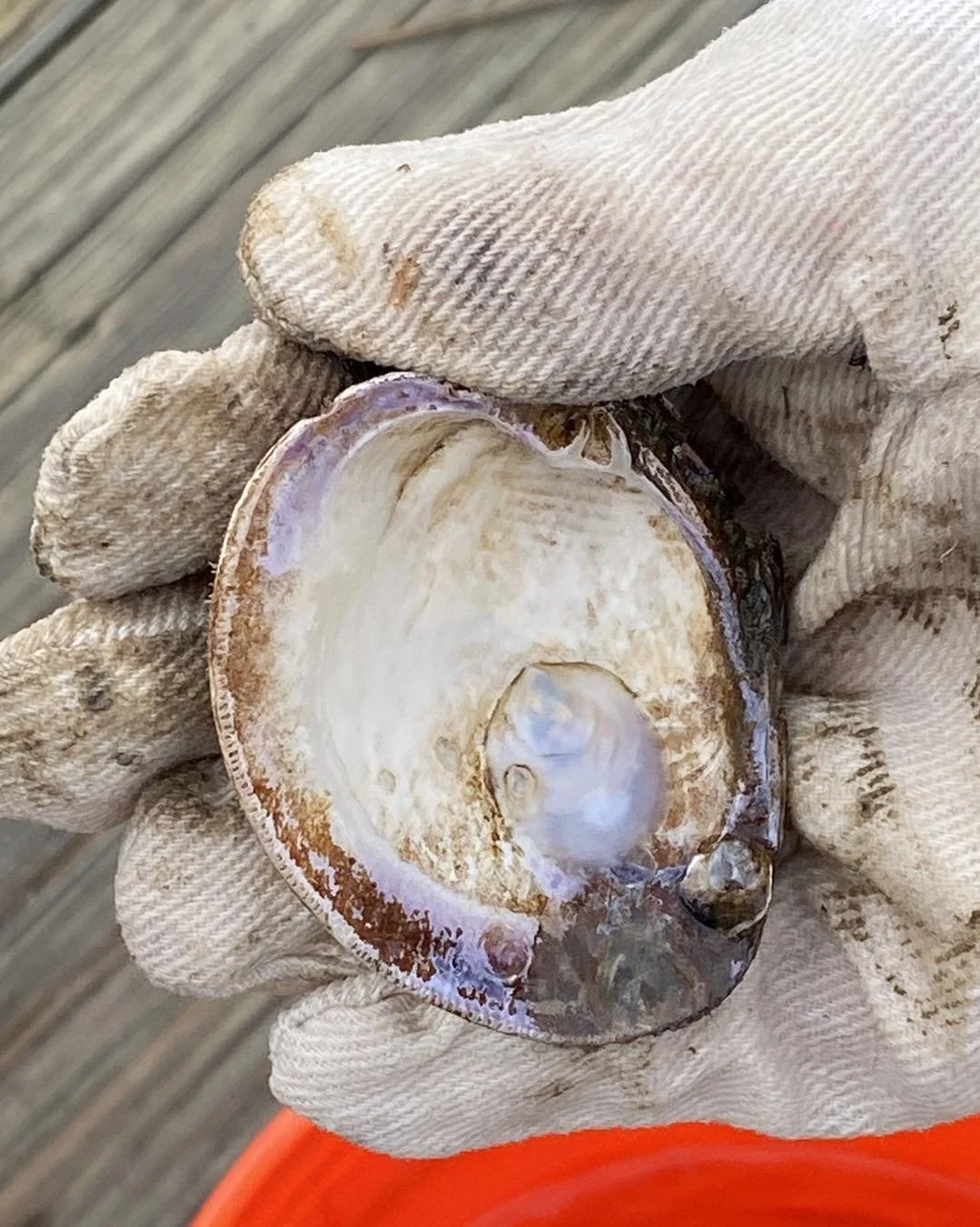 Close-up of a person wearing gloves holding a freshly shucked oyster on a wooden surface.
