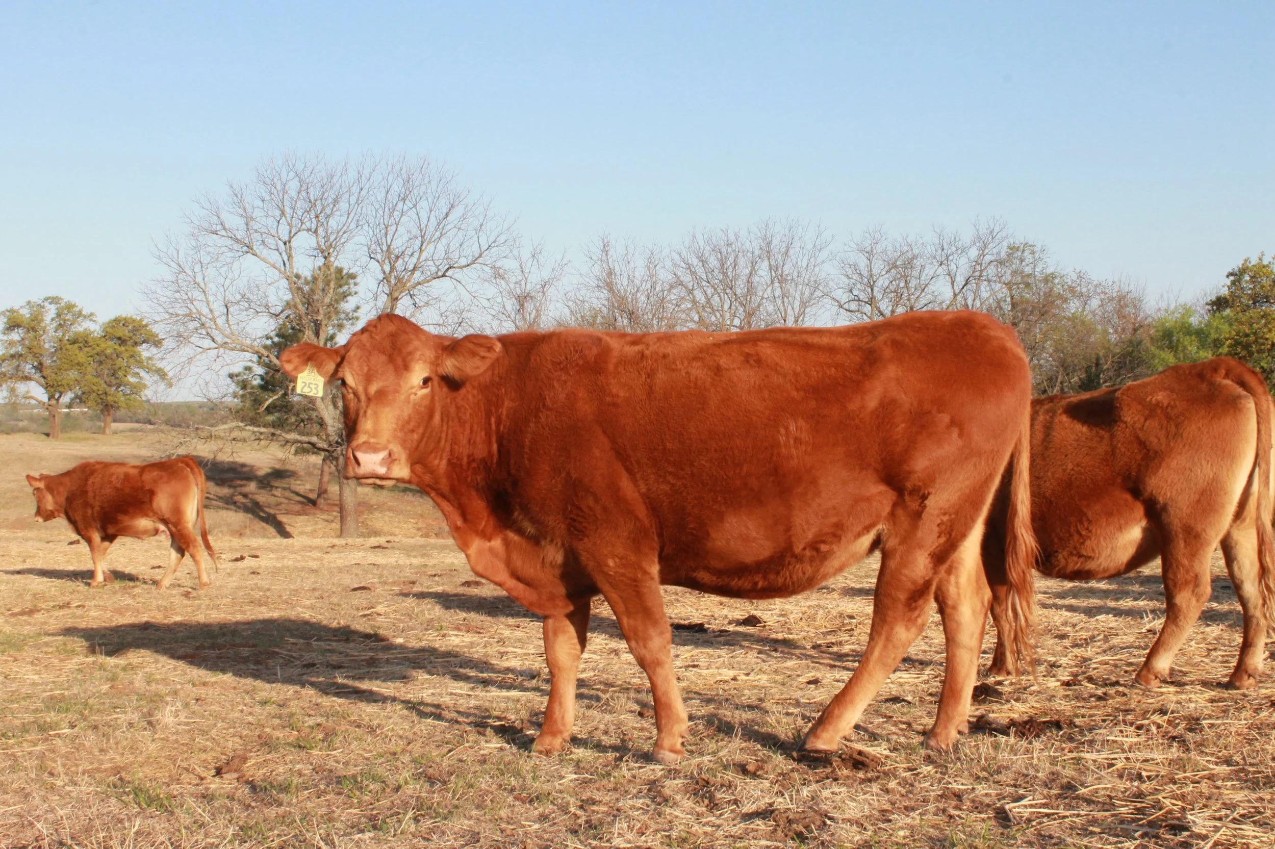 Red Limousin Cows grazing in a field.