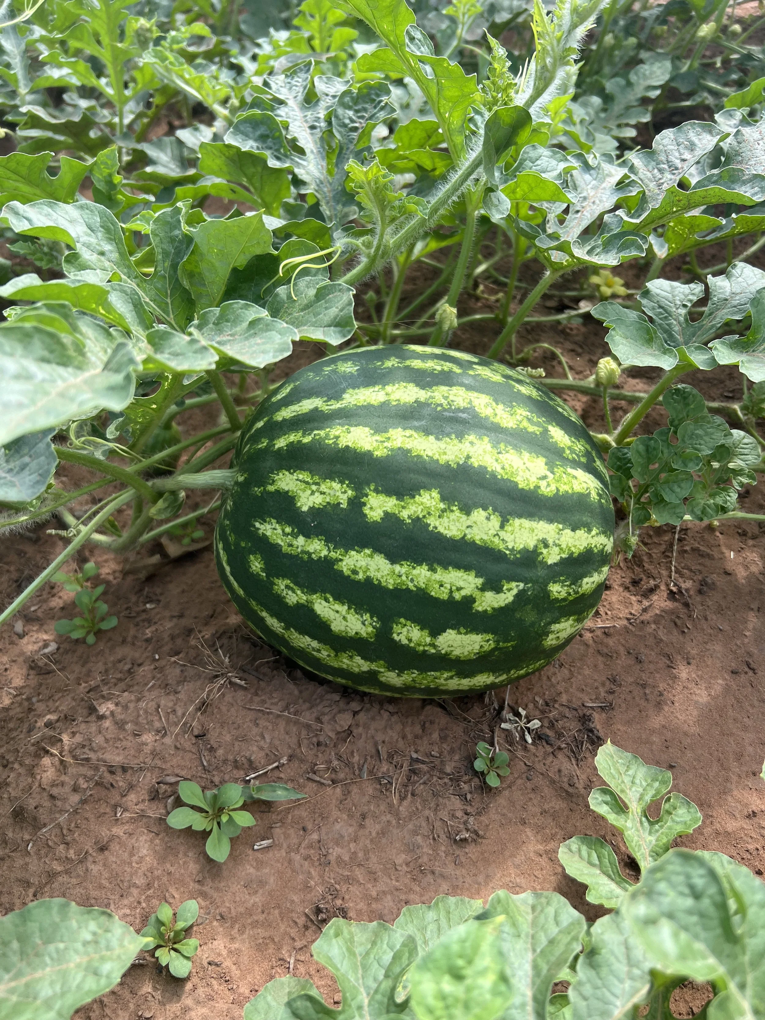 Ripe watermelon growing on a vine in a garden