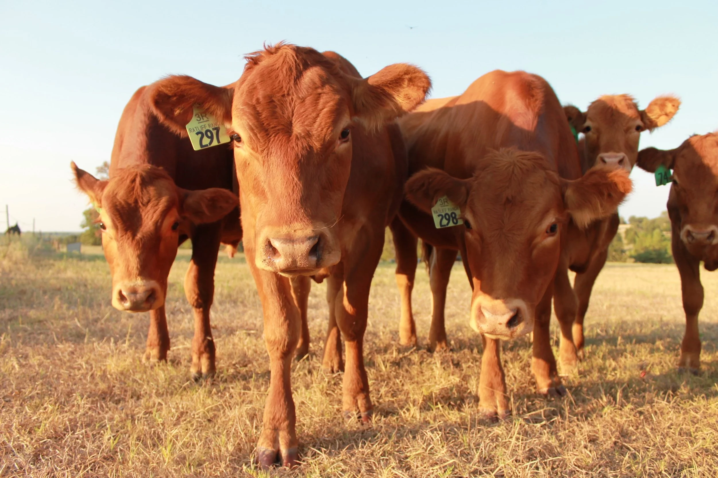 Red Limousin heifers with ear tags in a field