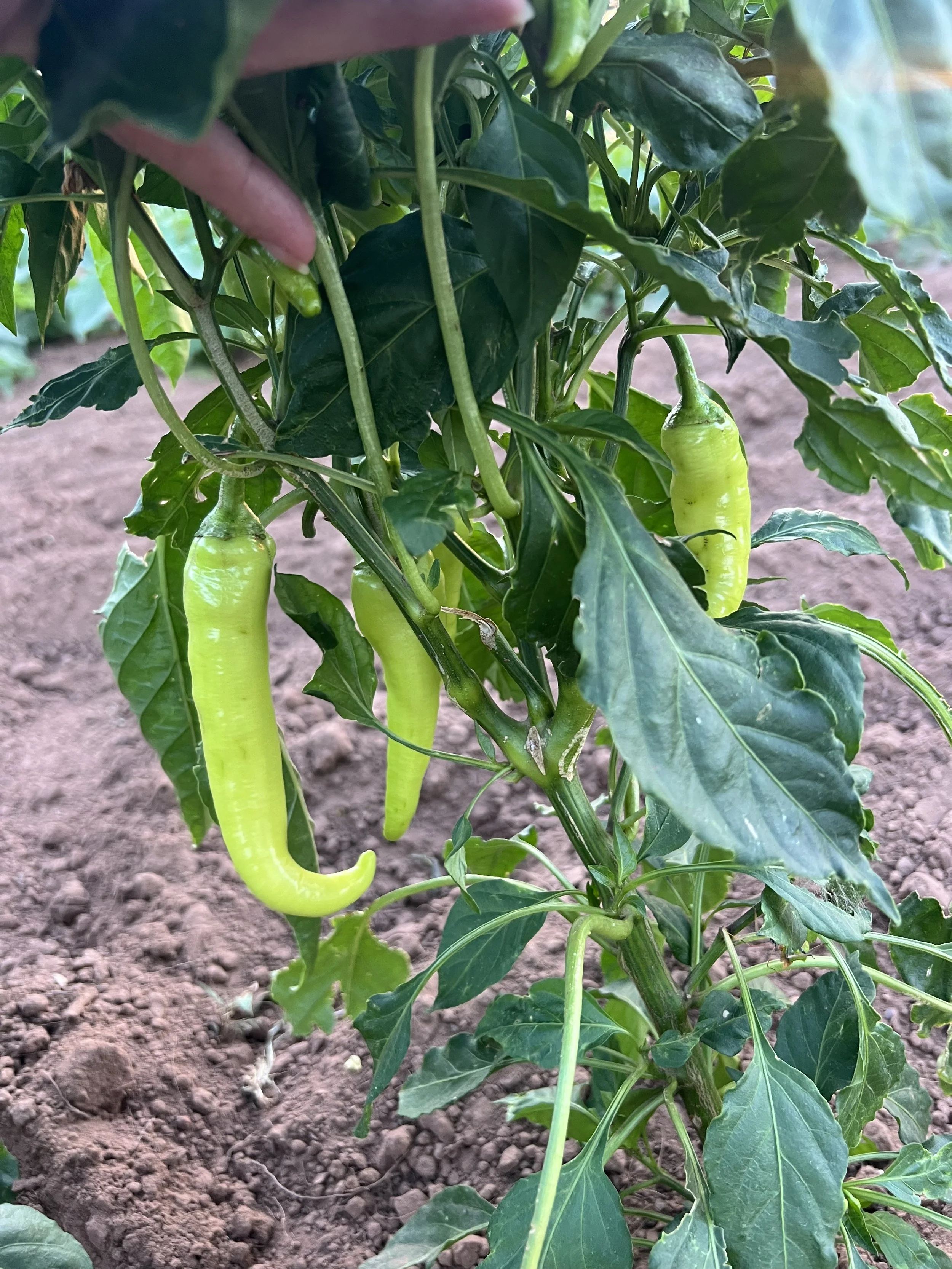 Banana pepper plant with green peppers on vine