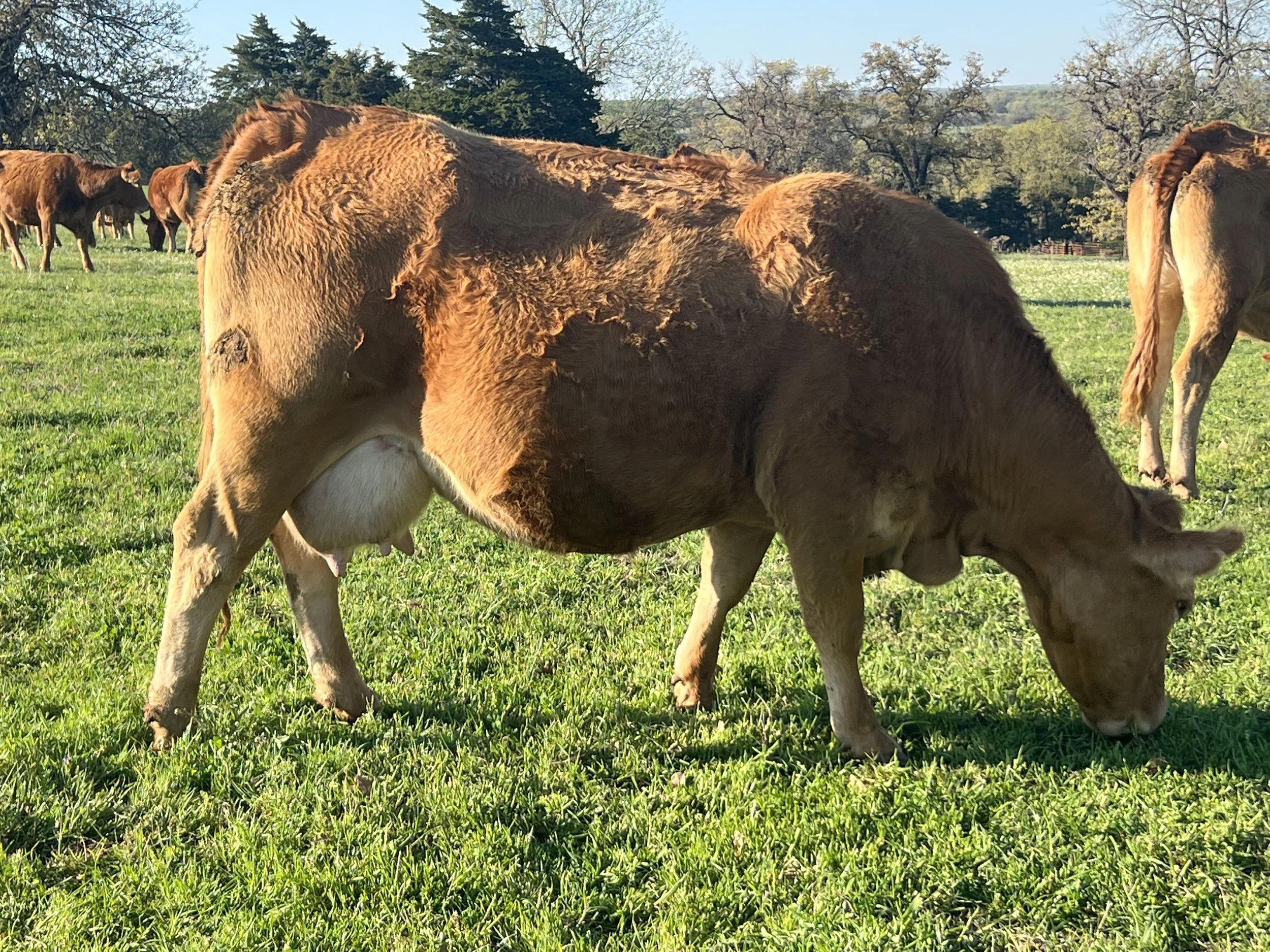 Red Limousin cow grazing in a green field with other cows in the background, trees visible under a clear sky.