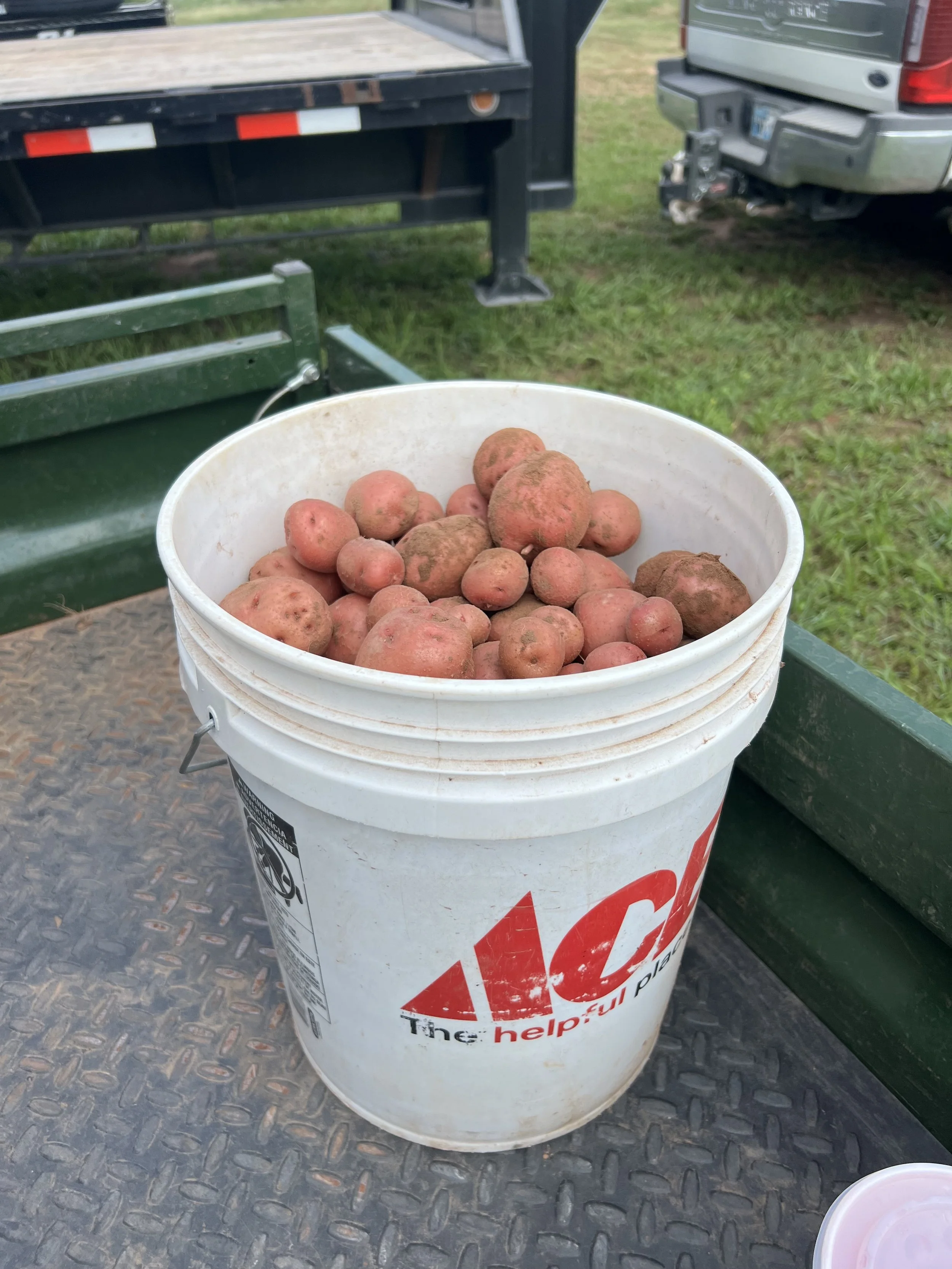A white bucket filled with red potatoes on a metal surface, with a trailer and truck in the background.