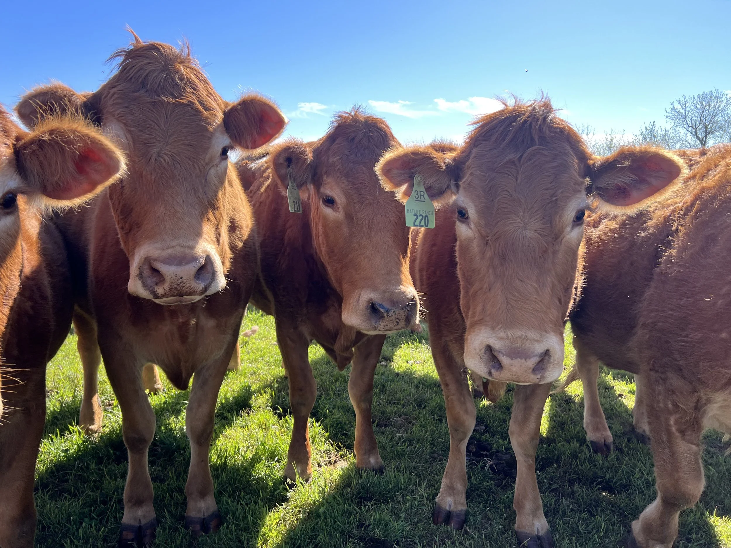 Close-up of several Red Limousin cows standing on grass.