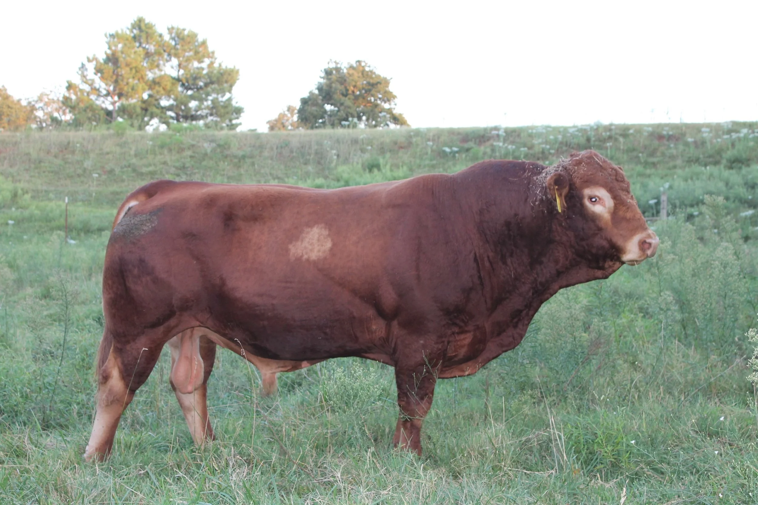 A pasture ready Red Limousin bull standing in a grassy field.