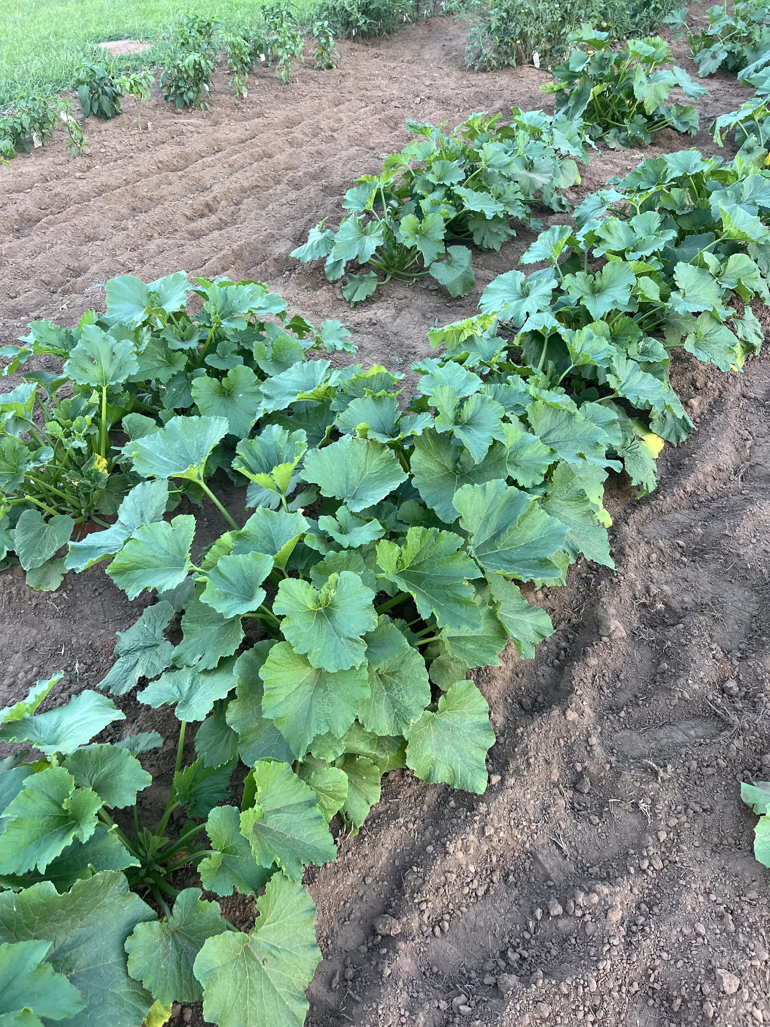 Zucchini plants growing in a garden with large green leaves, surrounded by tilled soil in rows.