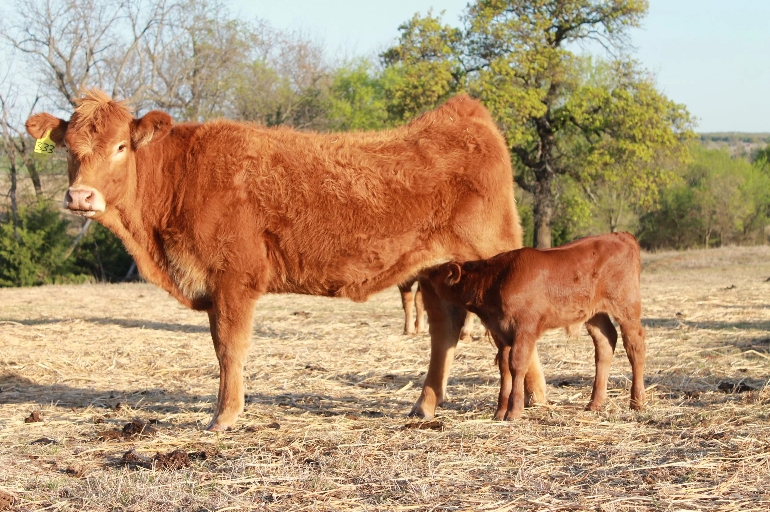 A Red Limousin cow standing on a grassy field, with a calf nursing beside her. Trees are visible in the background.