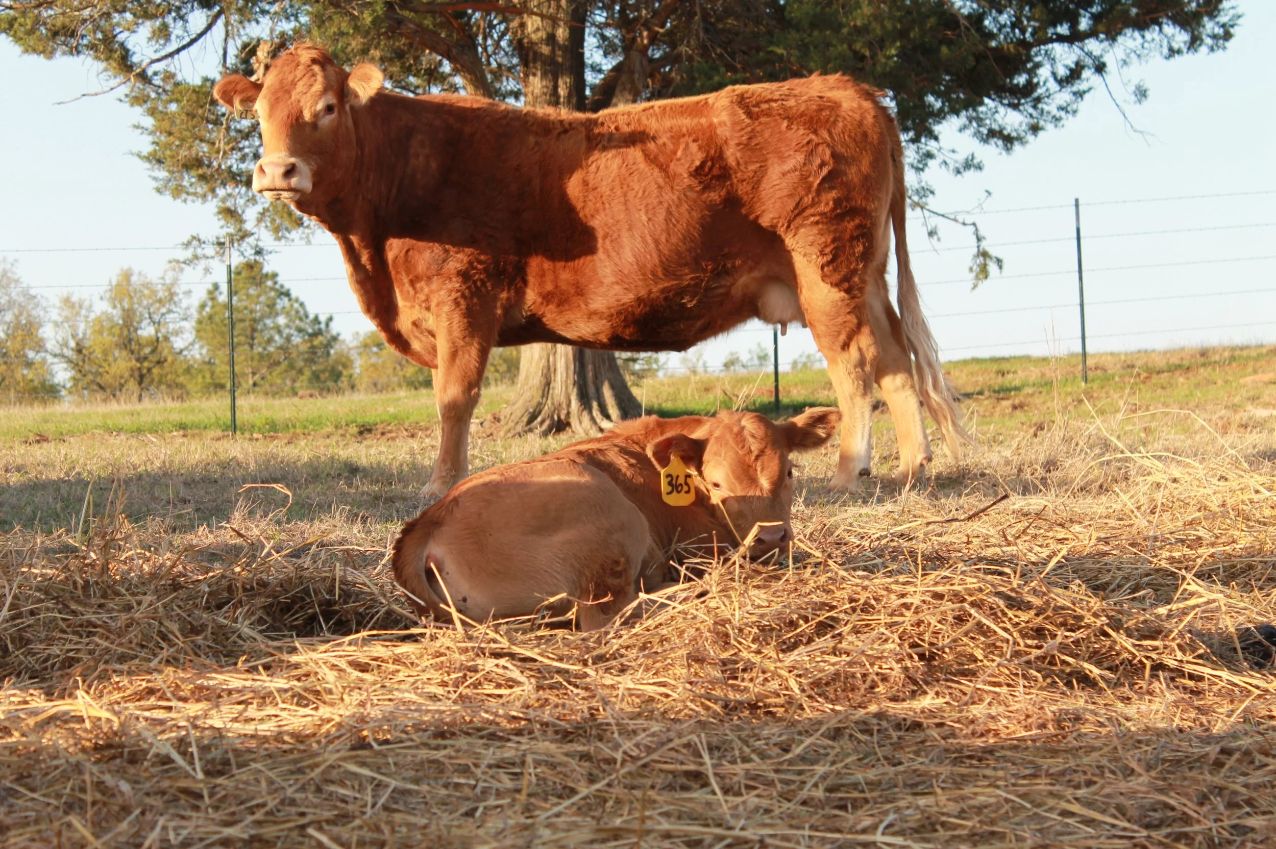A Red Limousin cow standing next to a calf lying on straw in a grassy field under a tree.