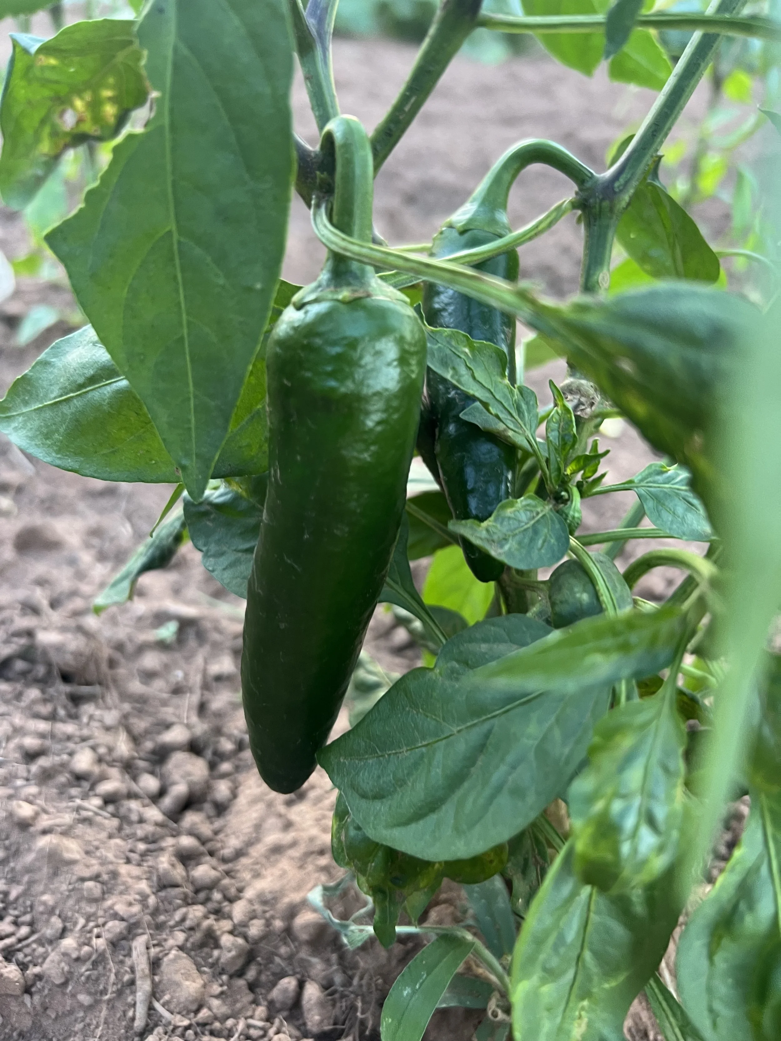 Close-up of green jalapeño peppers growing on a plant in a garden
