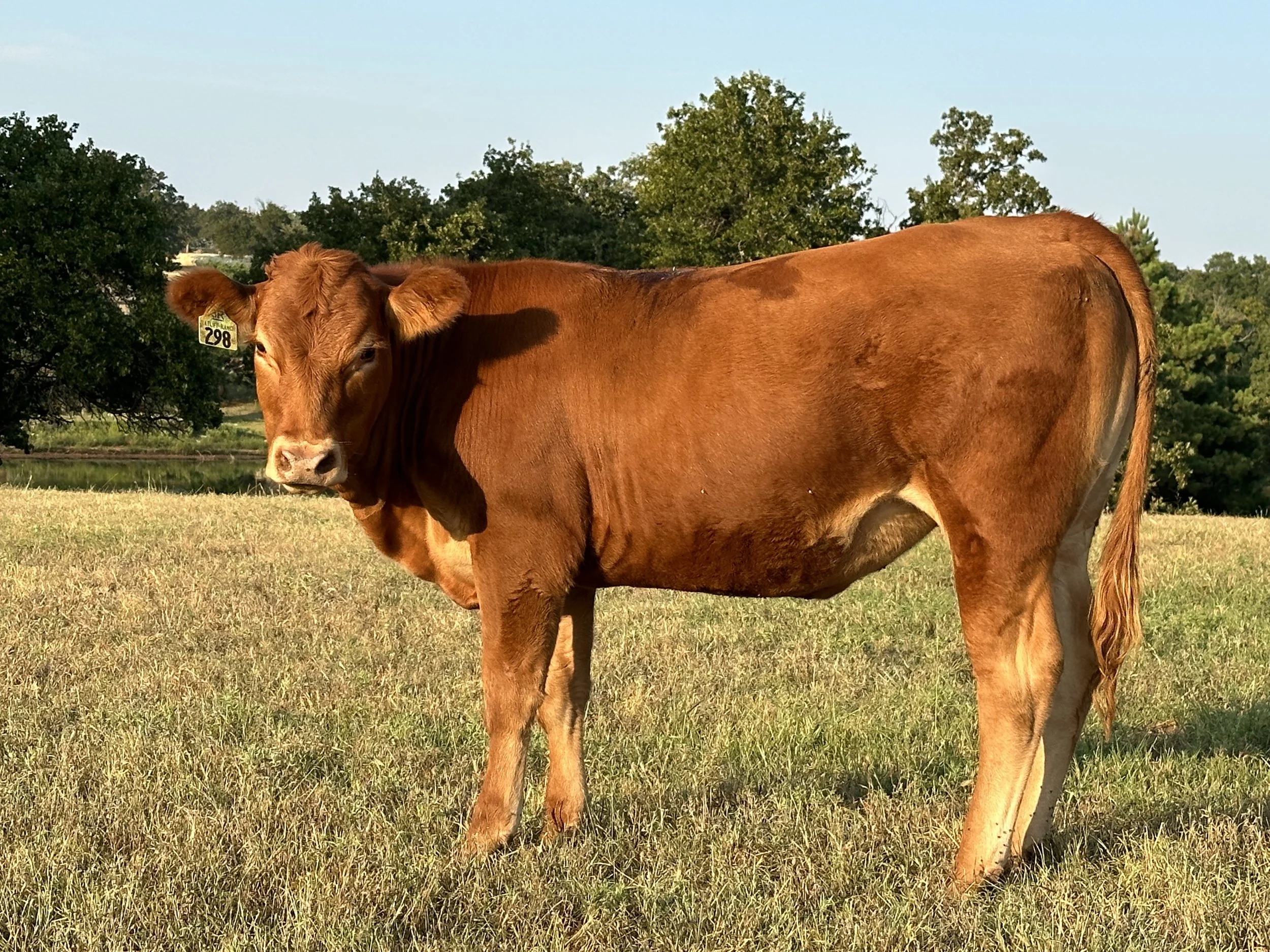 Brown cow standing in a grassy field with trees in the background.