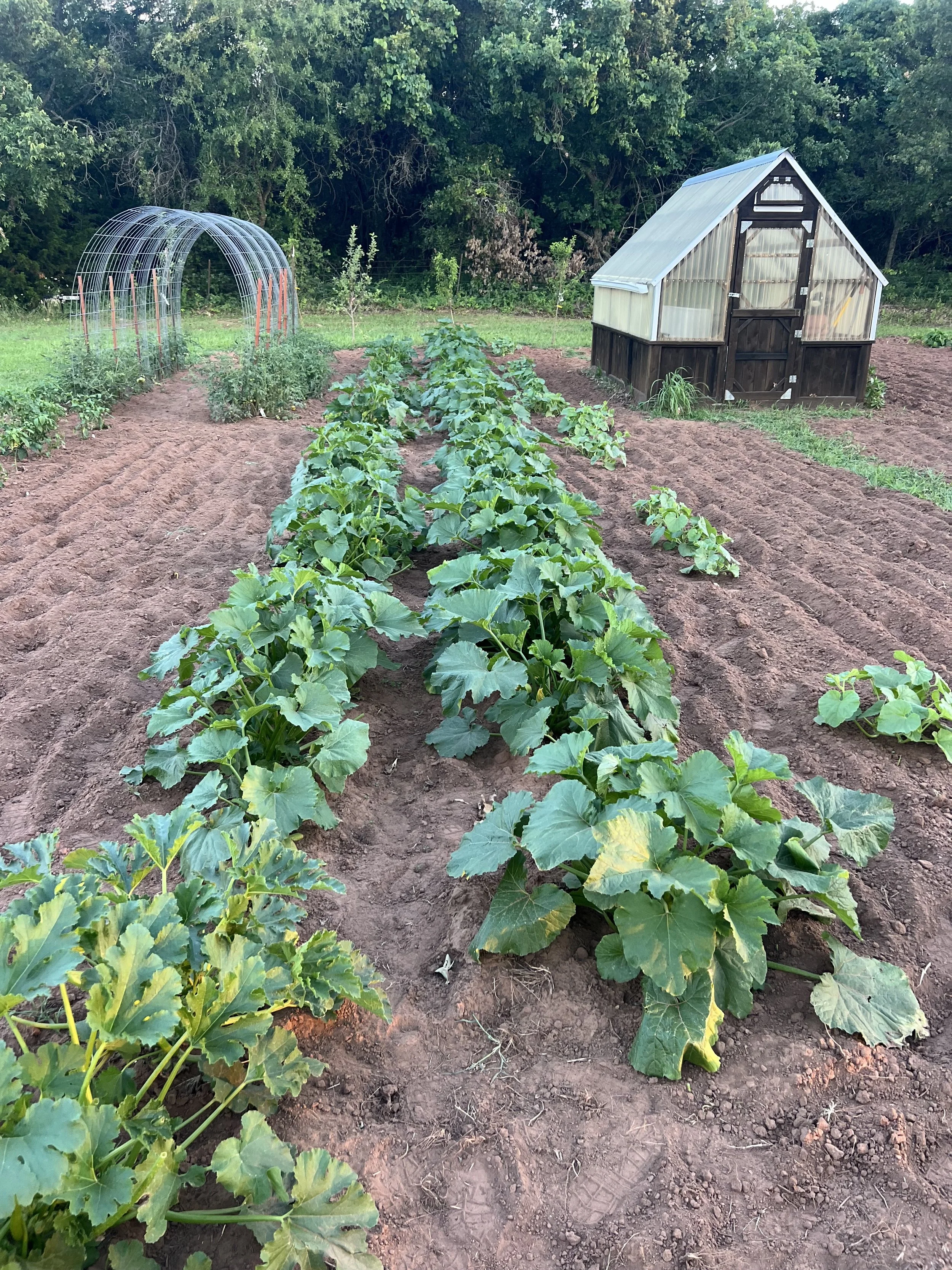 Vegetable garden with zucchini plants, greenhouse, and trellis structure