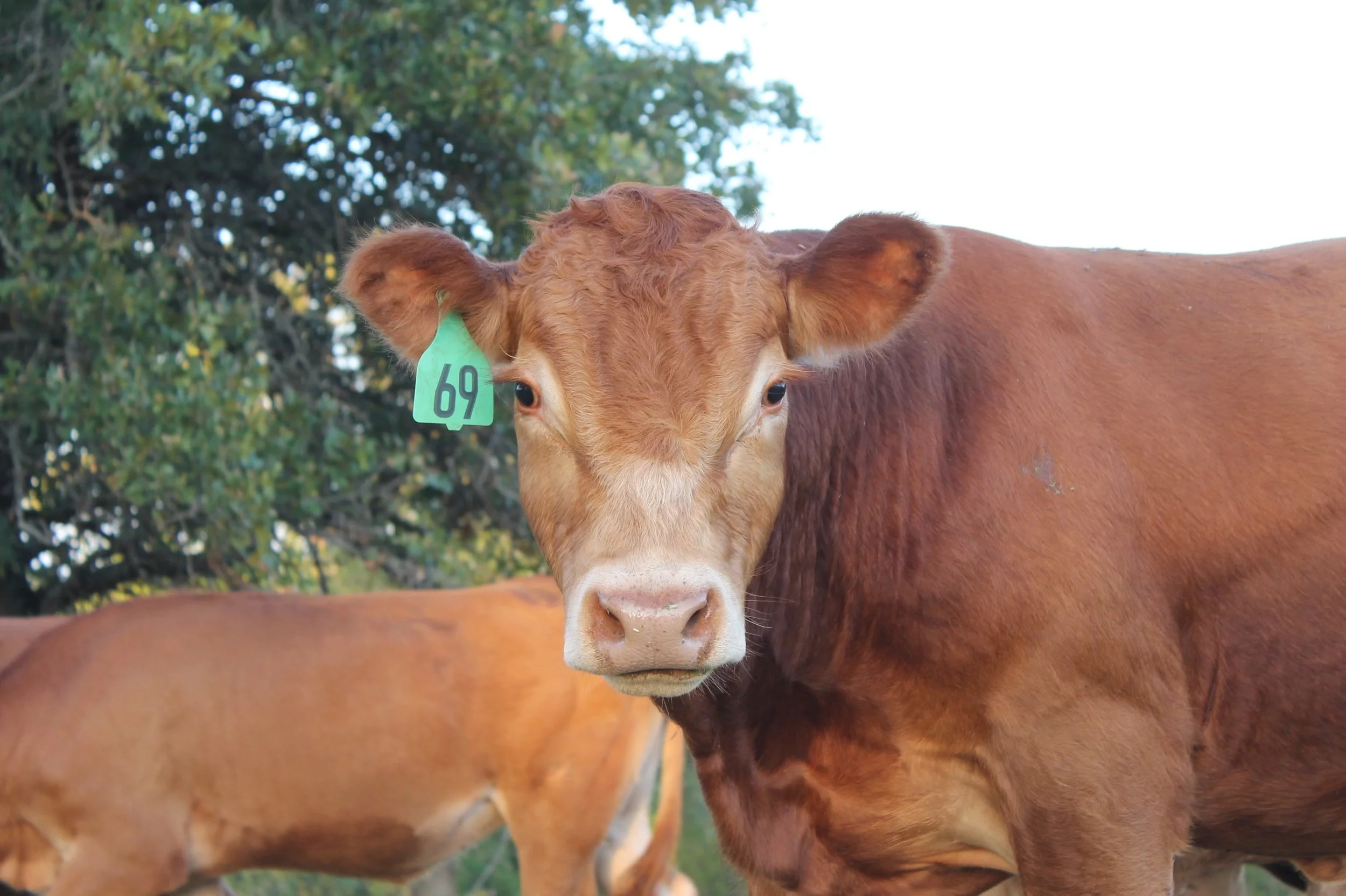 Close-up of a brown cow with a green ear tag labeled '69'.