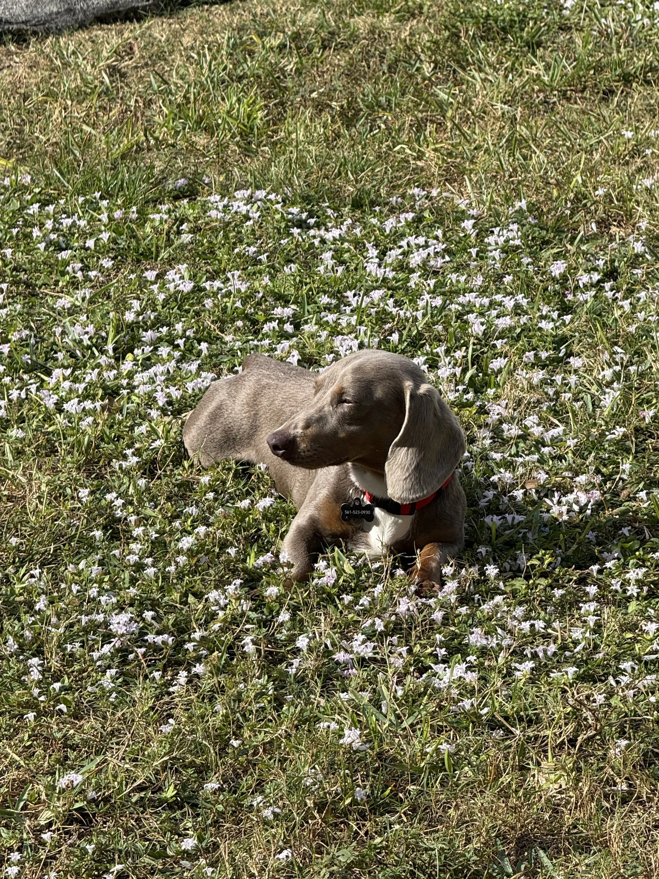 3 Pack Virtual Lessons (30 minutes)