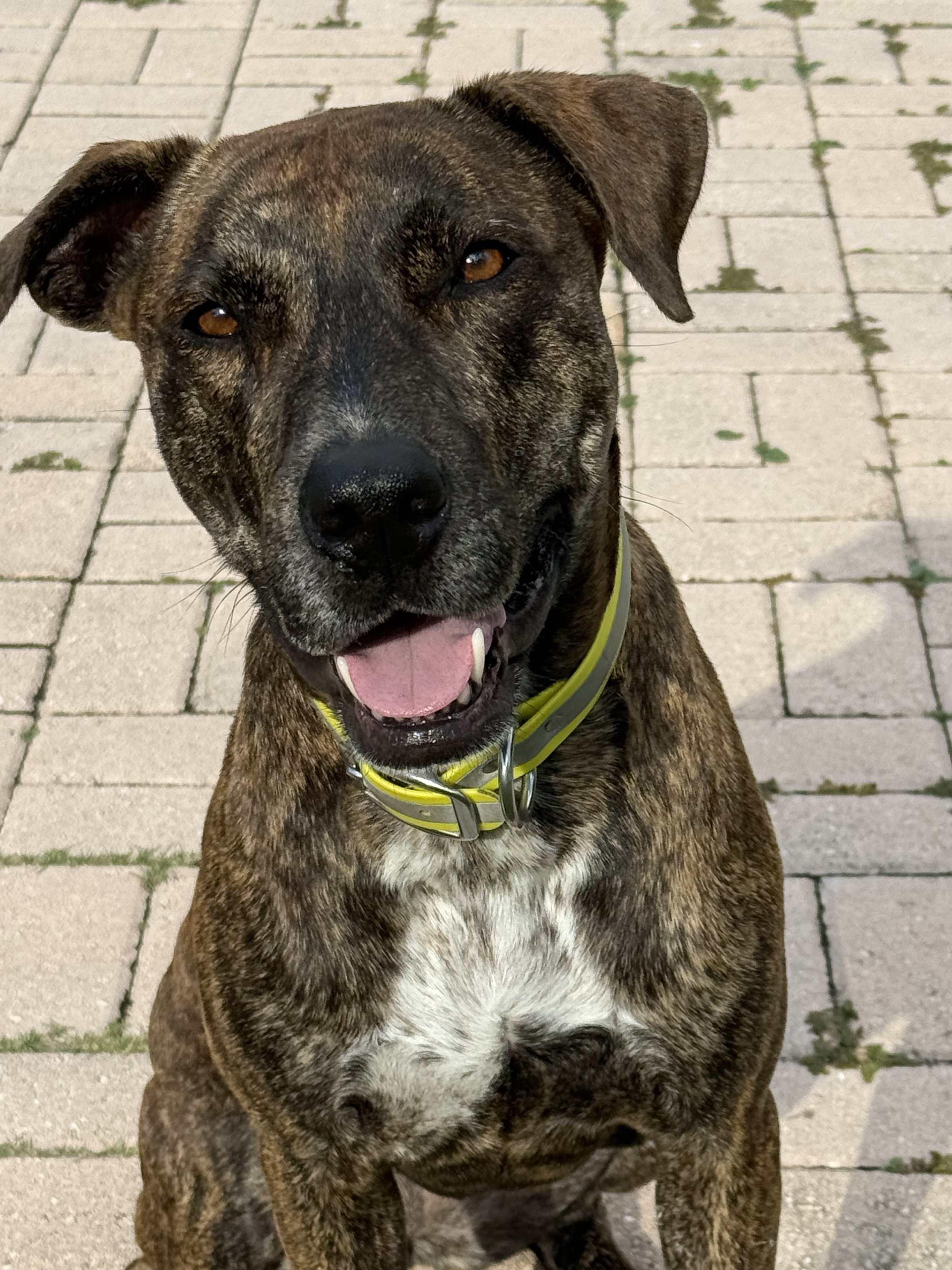 Urban Pup Prep ( 20 pack)