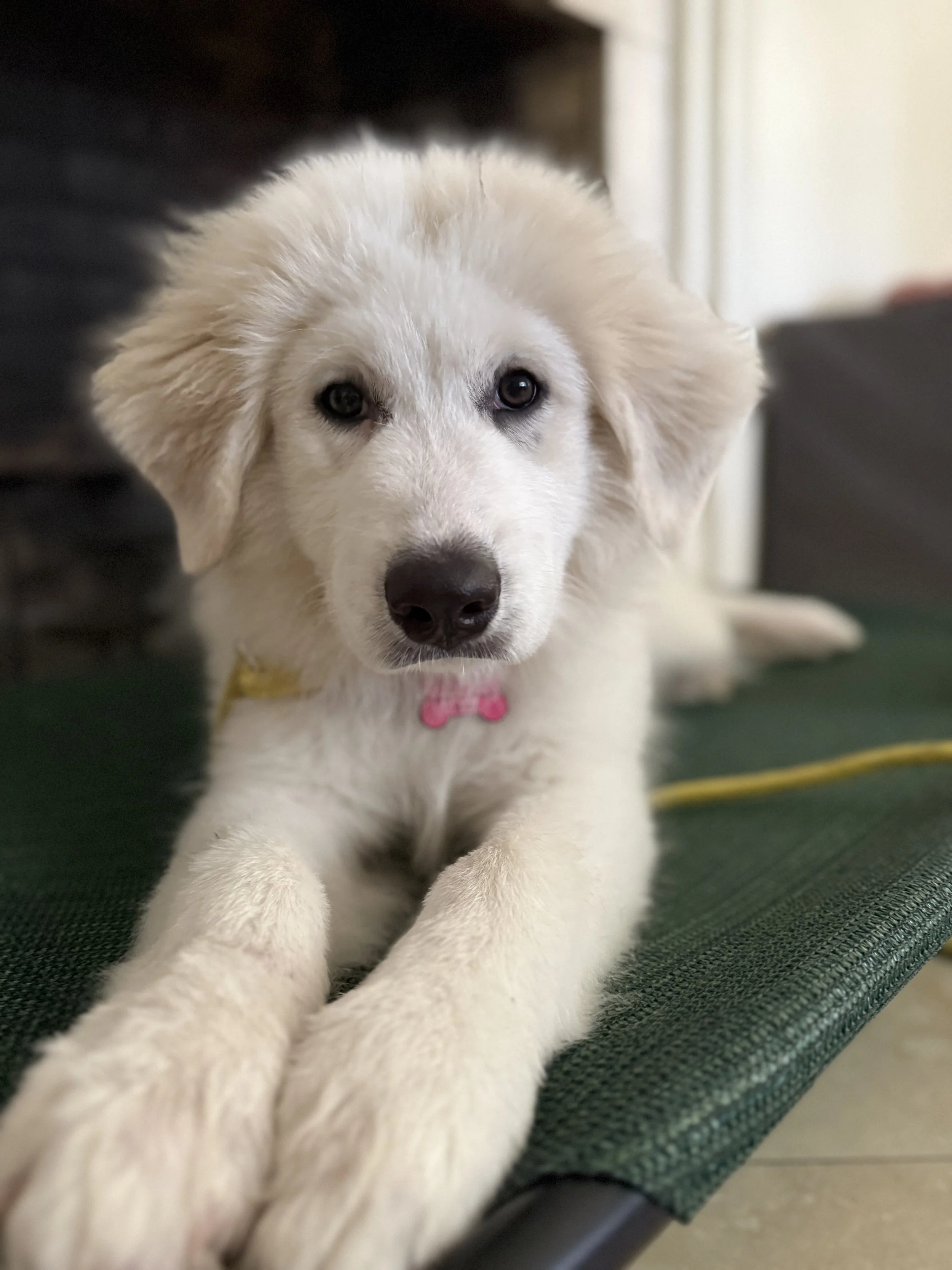 Urban Pup Prep ( 5 Pack)