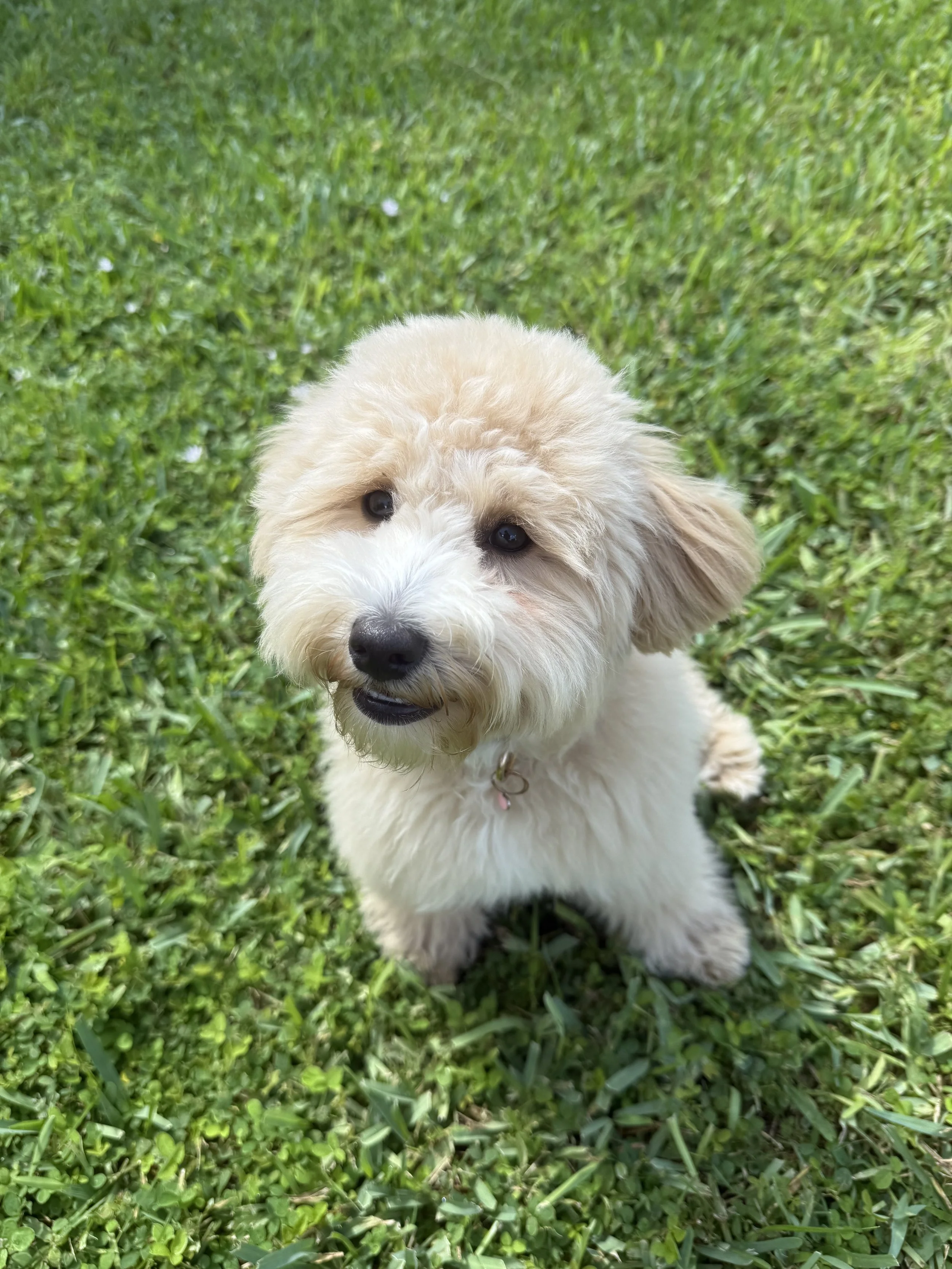 Urban Pup Prep ( Trail day)