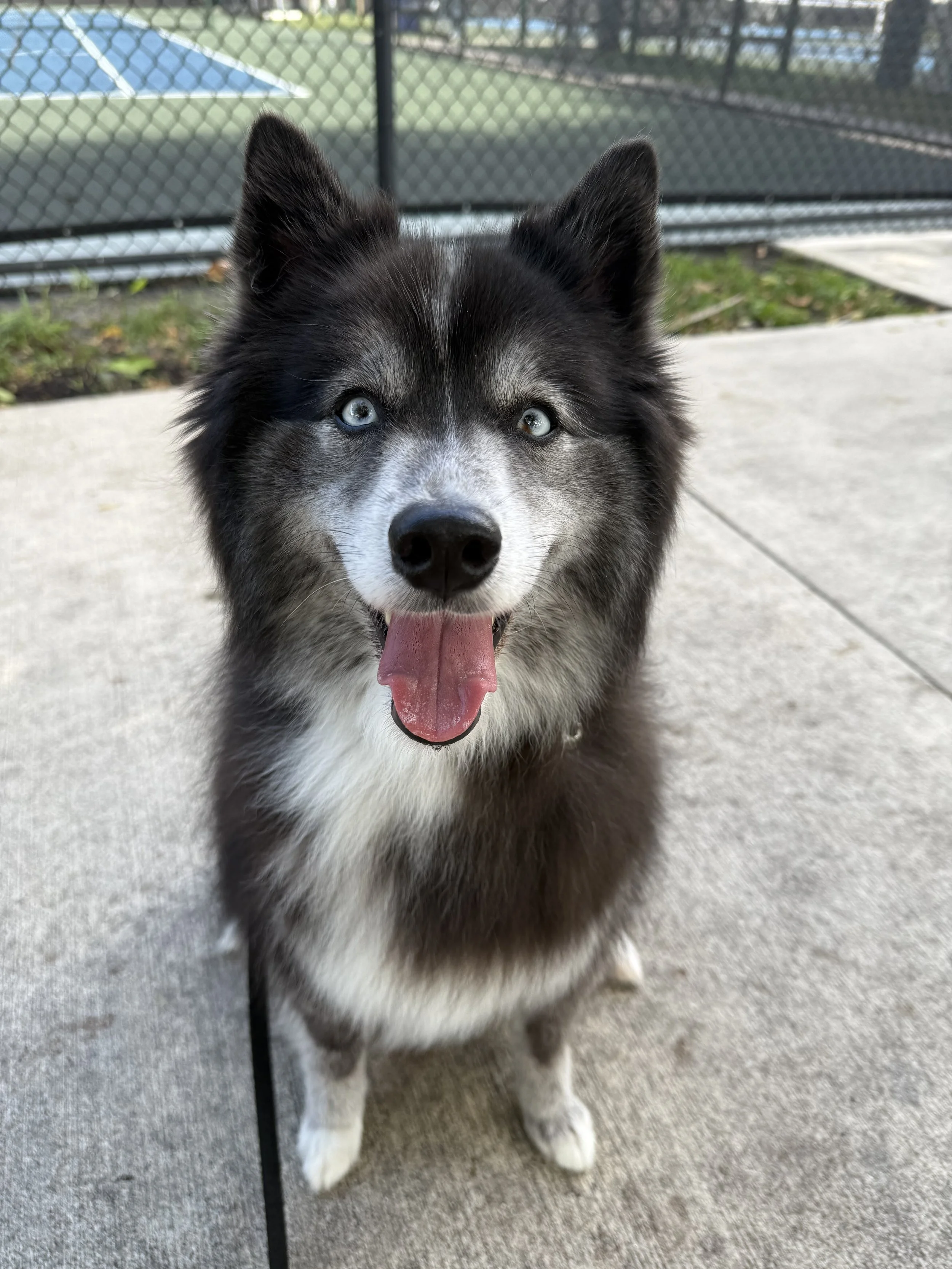 Urban Pup Prep (15 Pack)