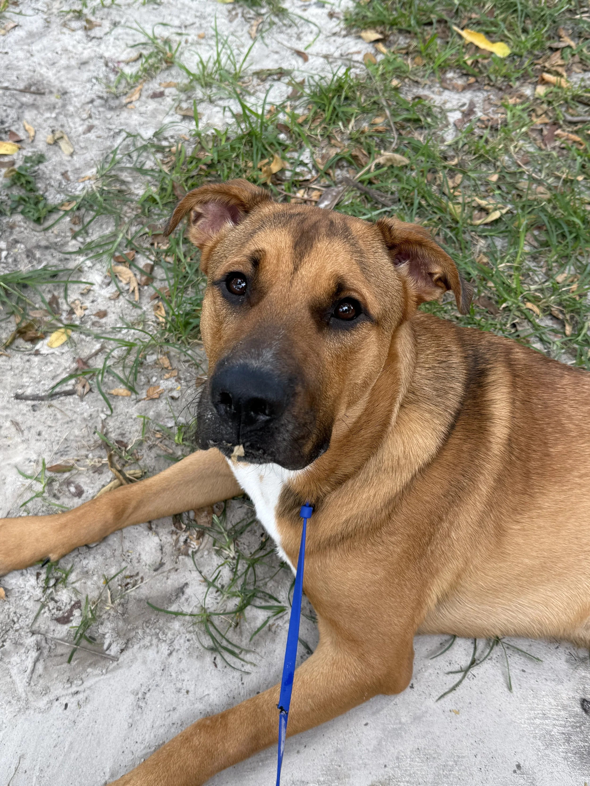 Urban Pup Prep (10 pack)