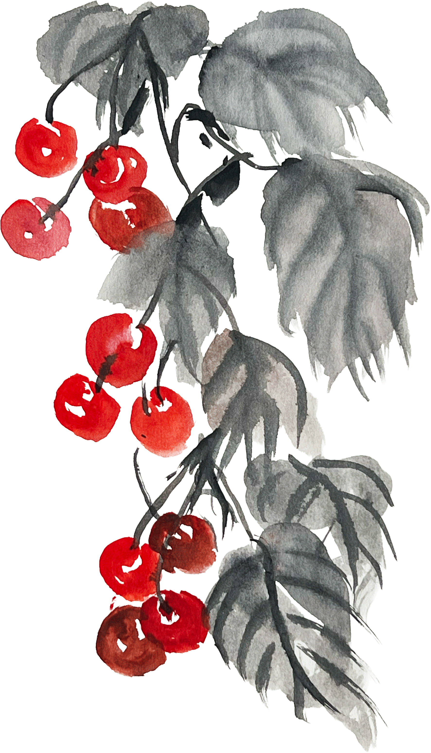 Cherry Study, 2022, Watercolor