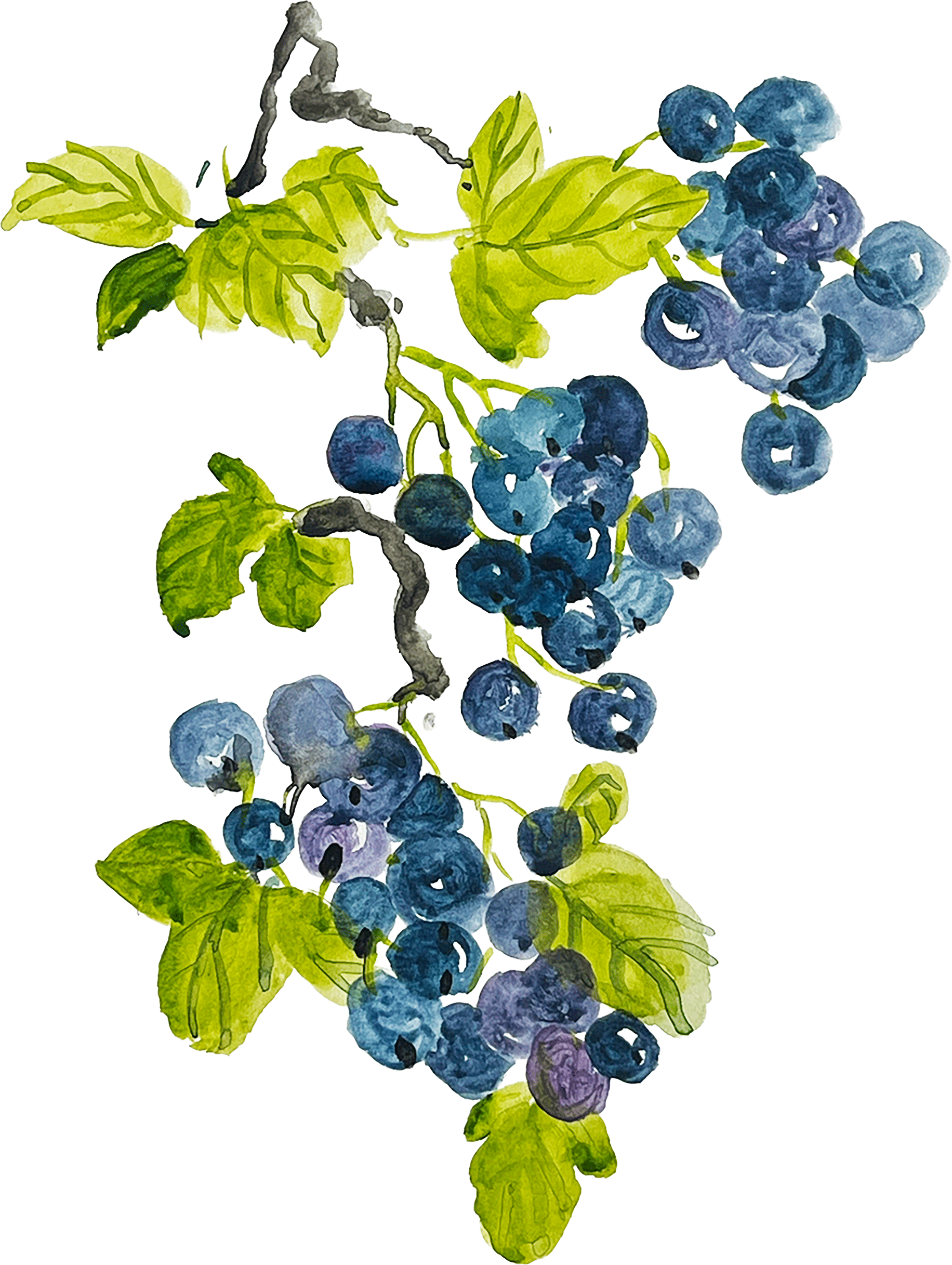 Blueberry study, 2021 Watercolor